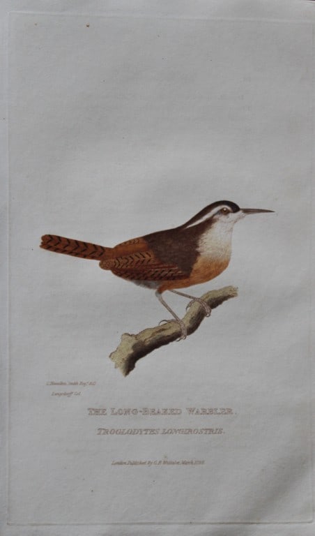 Baron Cuvier - Long-beaked Warbler 1829: This antique engraving is from the English edition of The Animal Kingdom by Baron Georges Cuvier. Published by GB Whittaker & Co, London 1828-29.Artists who contributed to this work were Landseer, Sow