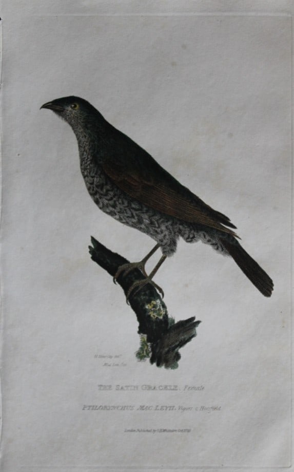 Baron Cuvier - Satin Grakle 1829 (1 of 2)