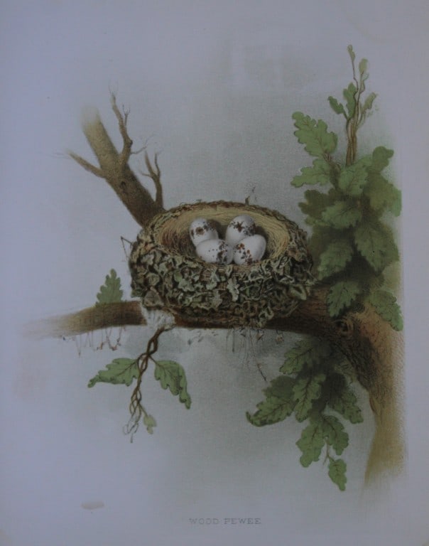 Thomas Gentry - Wood Pewee nest and eggs by Edwin Sheppard 1882: This beautifully illustrated chromolithograph print is from the first edition of Nests and Eggs of Birds of The United States by Thomas Gentry, published by JA Wagenseller, Philadelphia 1882. Gentry w