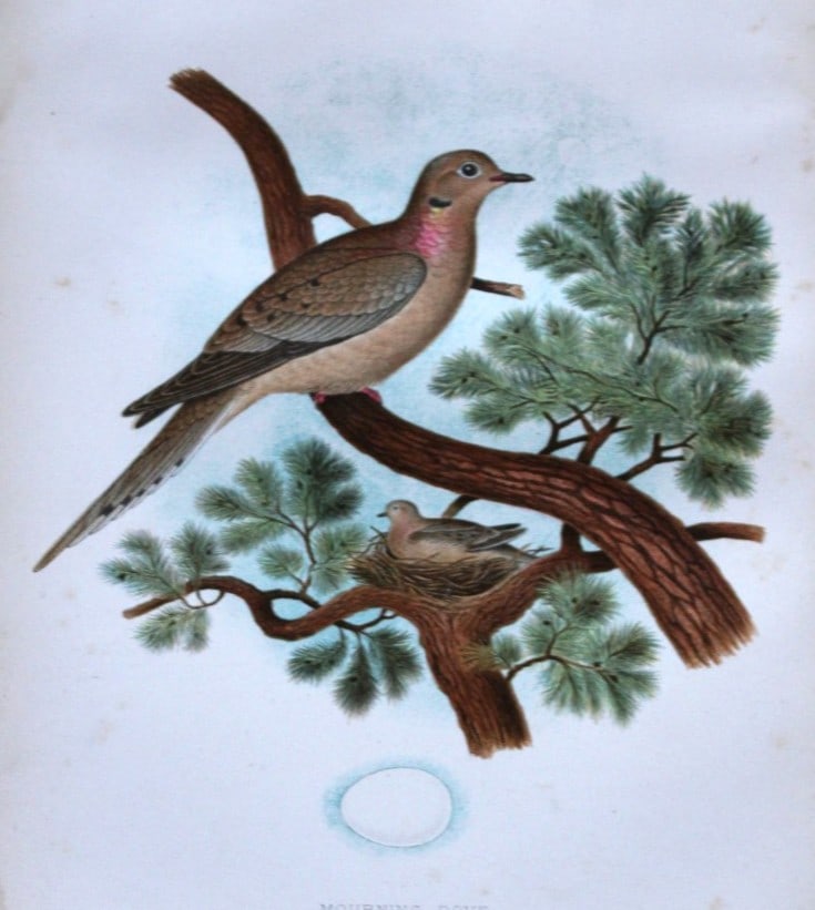 Thomas Gentry - Mourning Dove by Edwin Sheppard 1882 (1 of 1)