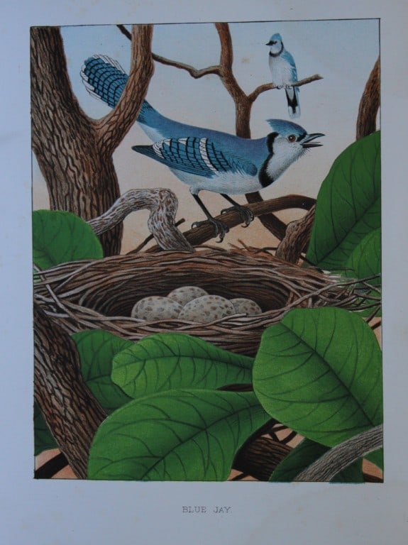 Thomas Gentry - Blue Jay by Edwin Sheppard 1882 (1 of 1)