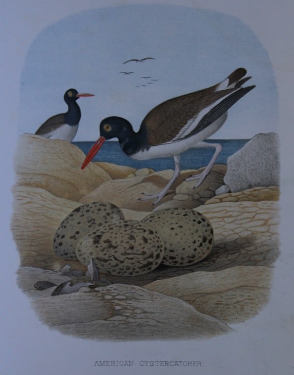 Thomas Gentry - American Oyster-catcher by Edwin Sheppard 1882: This beautifully illustrated chromolithograph print is from the first edition of Nests and Eggs of Birds of The United States by Thomas Gentry, published by JA Wagenseller, Philadelphia 1882. Gentry w