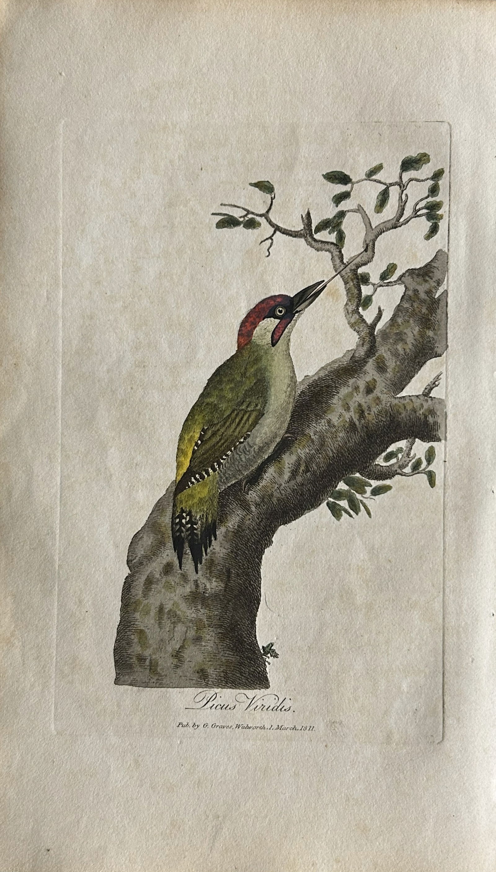 George Graves - Rare engraving of the Green Woodpecker 1811 (1 of 1)