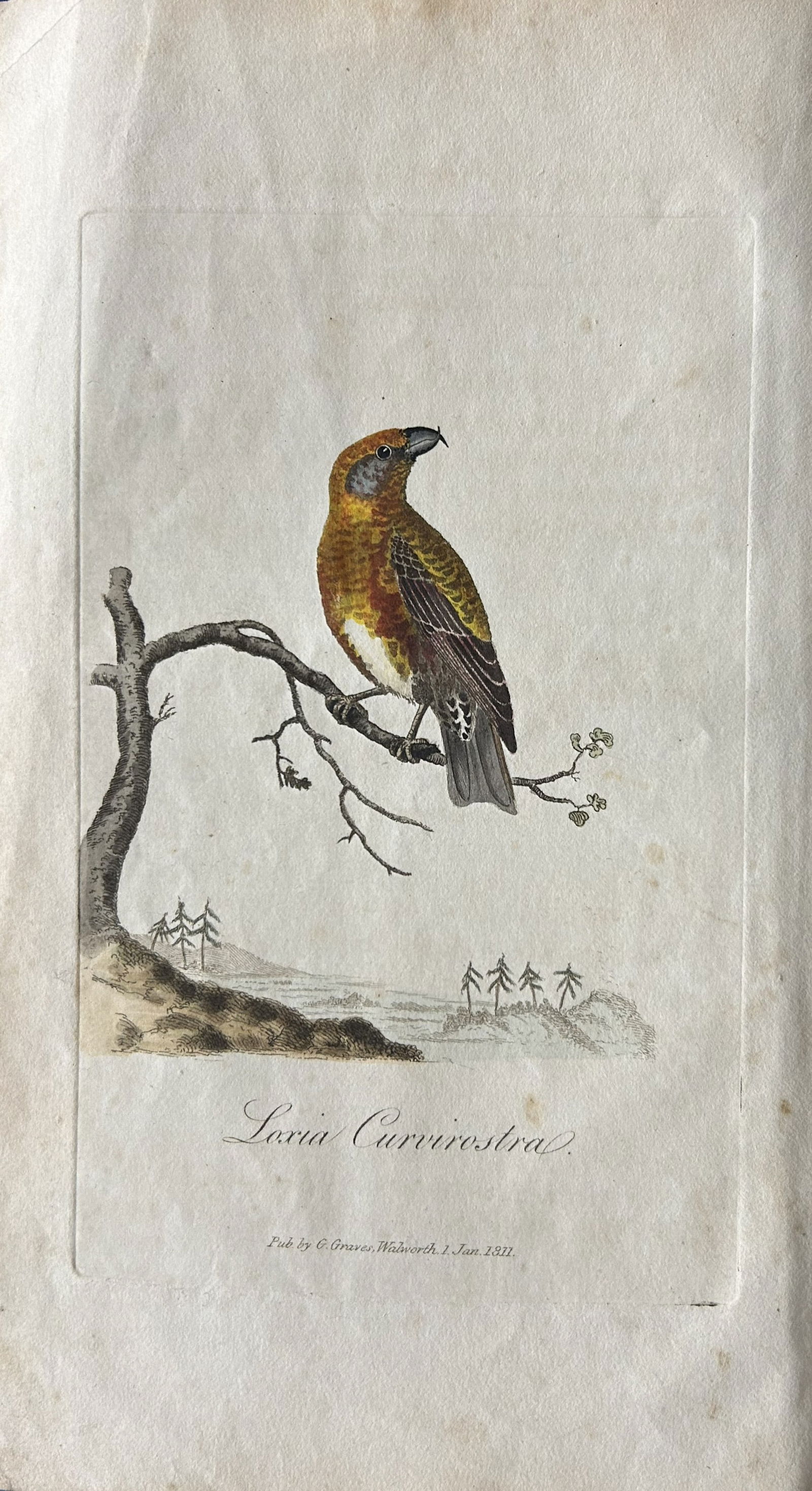 George Graves - Rare engraving of the Crossbill 1811 (1 of 1)