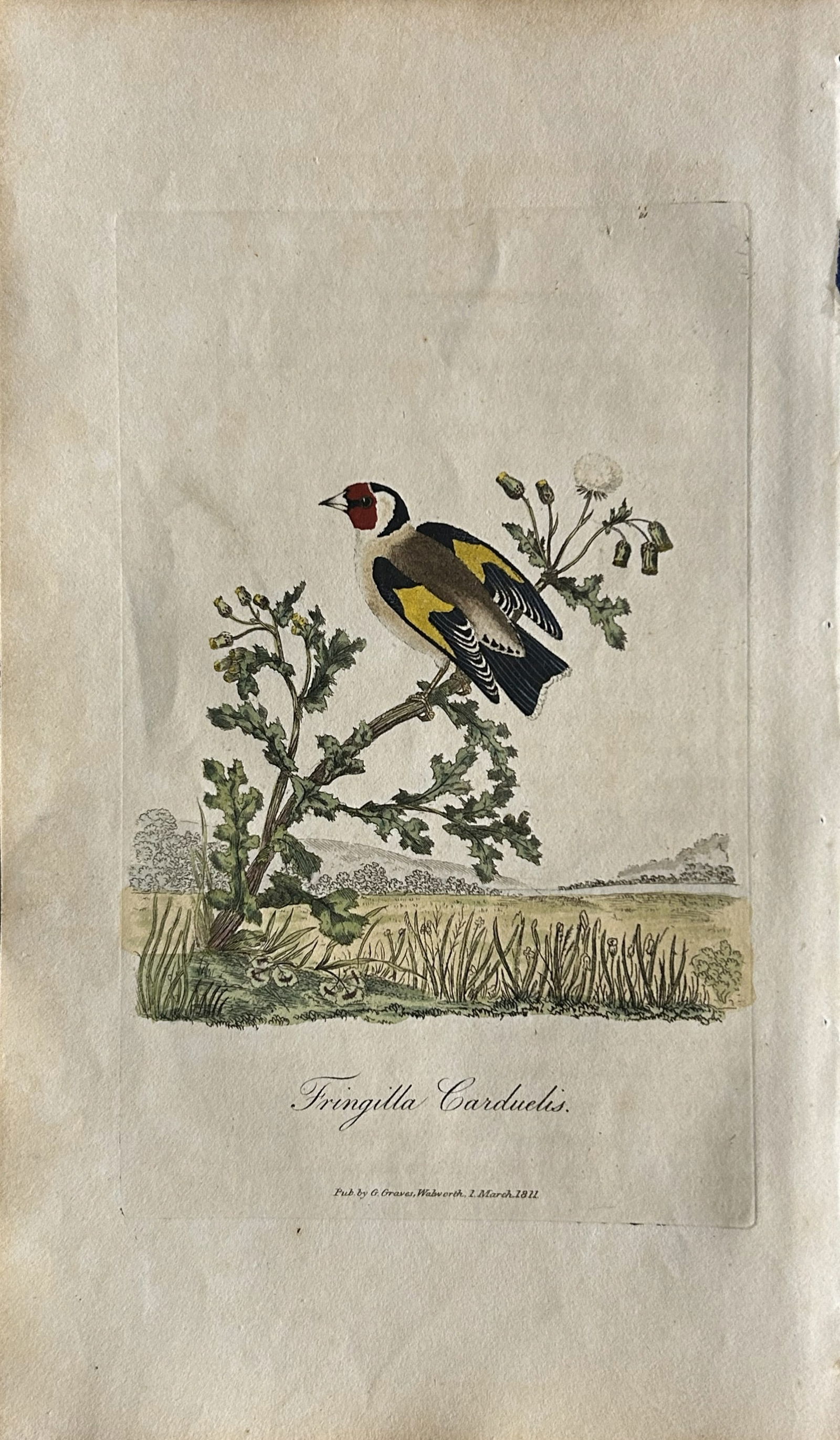 George Graves - Rare engraving of the Goldfinch 1811 (1 of 1)
