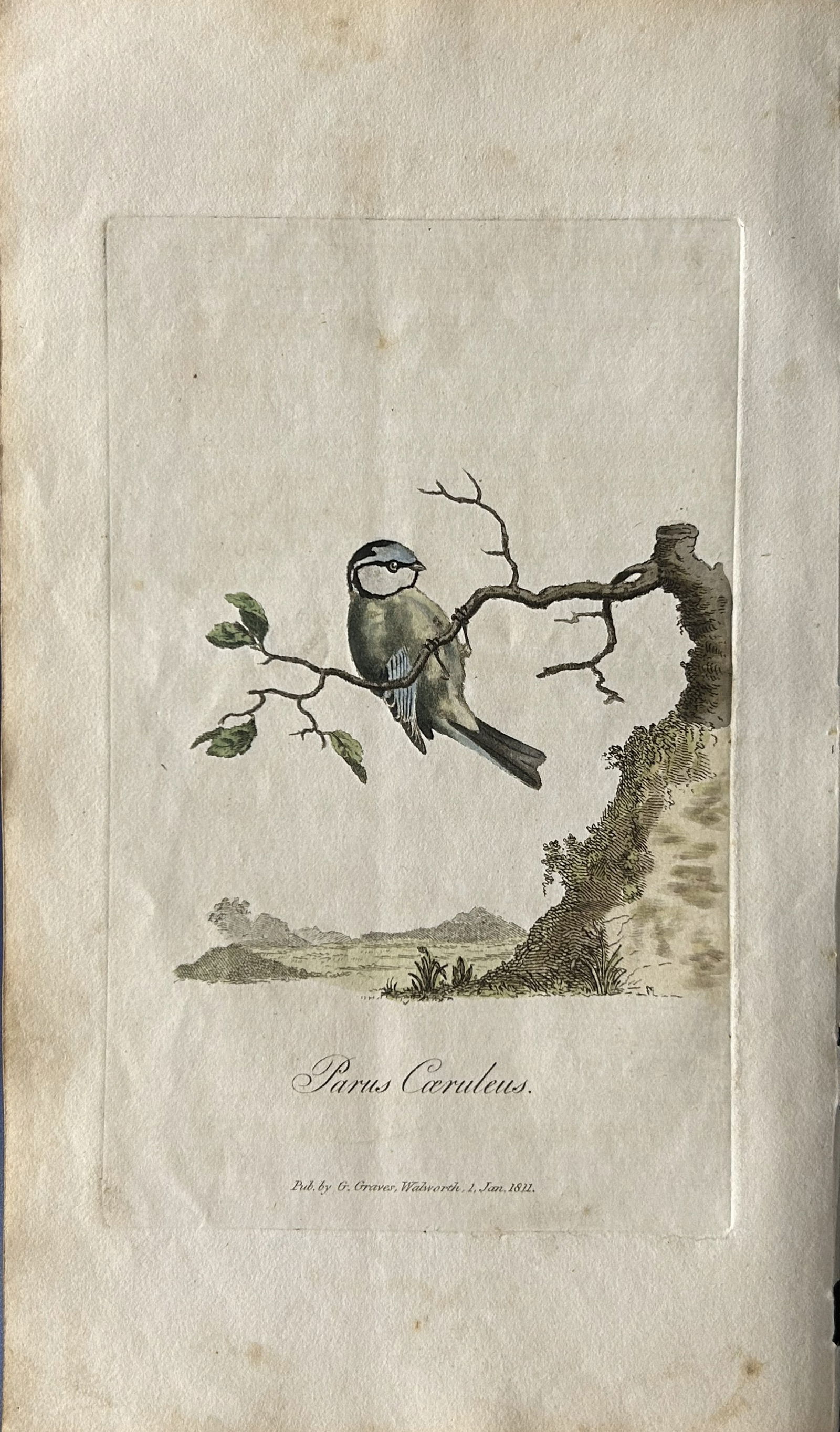 George Graves - Rare engraving of the Blue Titmouse 1811 (1 of 1)