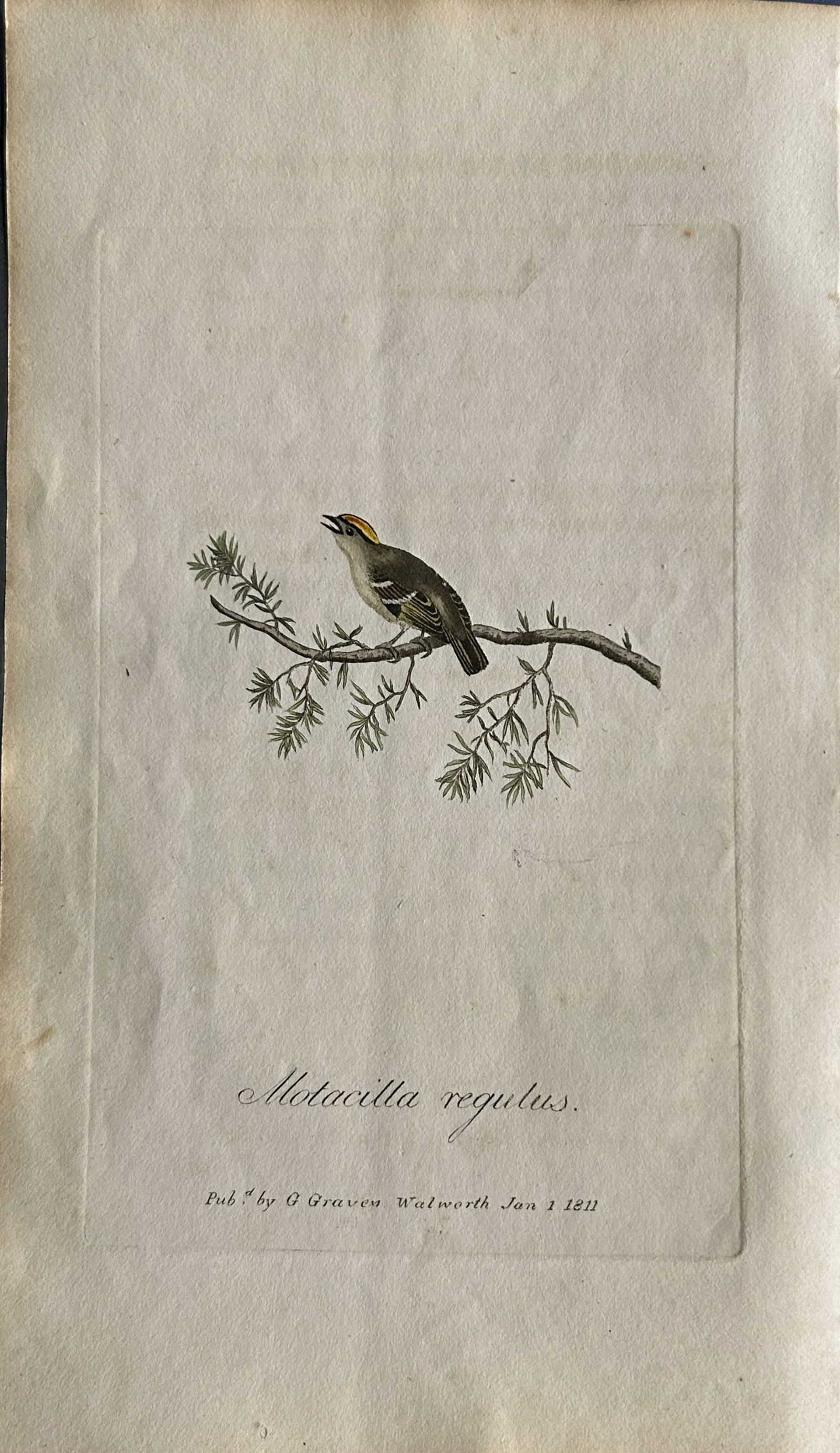 George Graves - Rare engraving of the Gold-crested Wren 1811: This rare hand-coloured copper plate engraving is from British Ornithology: being the History with a coloured representation of every known species of birds by George Graves. Published by Stephen Couc