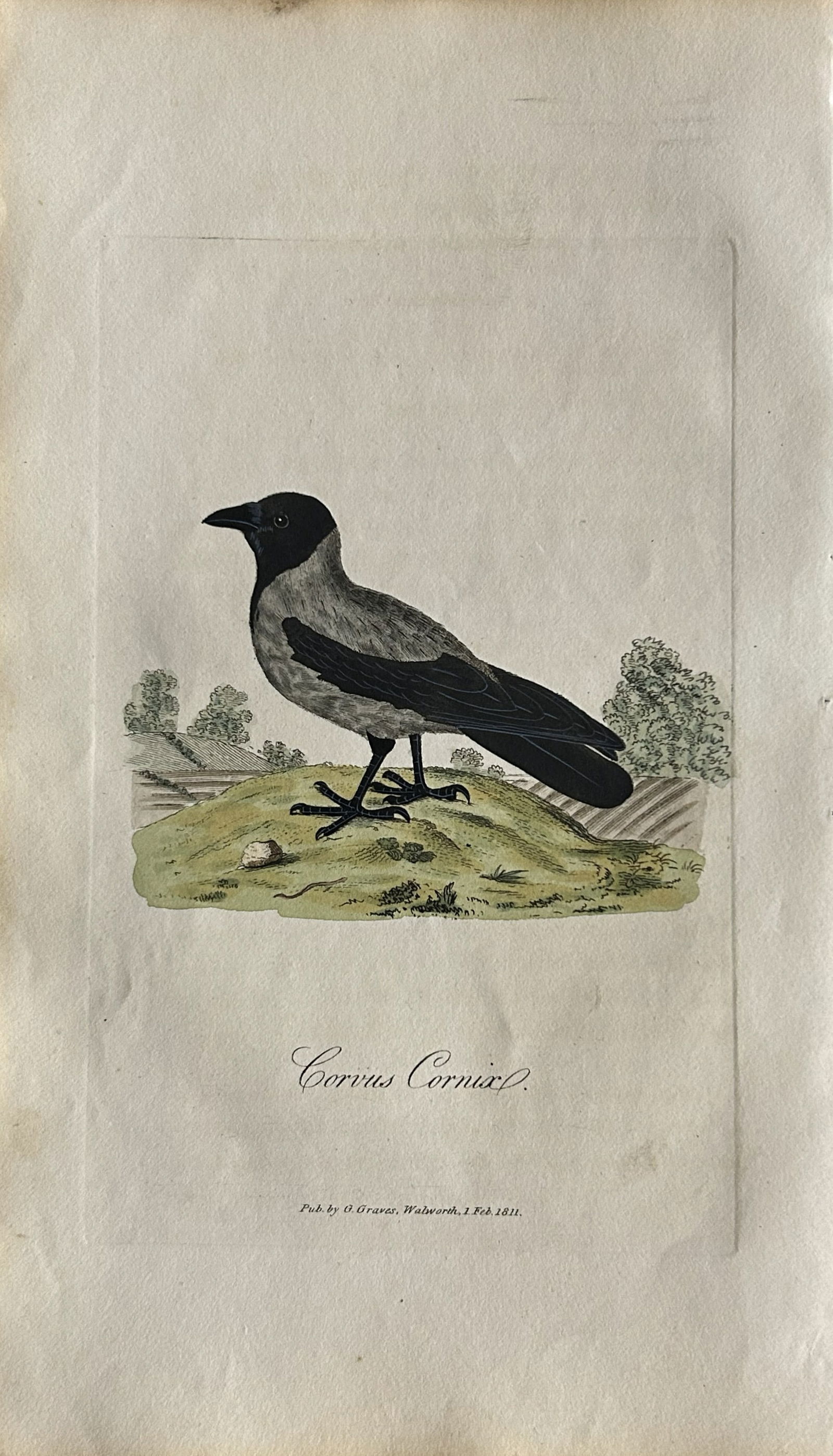 George Graves - Rare engraving of the Hooded Crow 1811 (1 of 1)