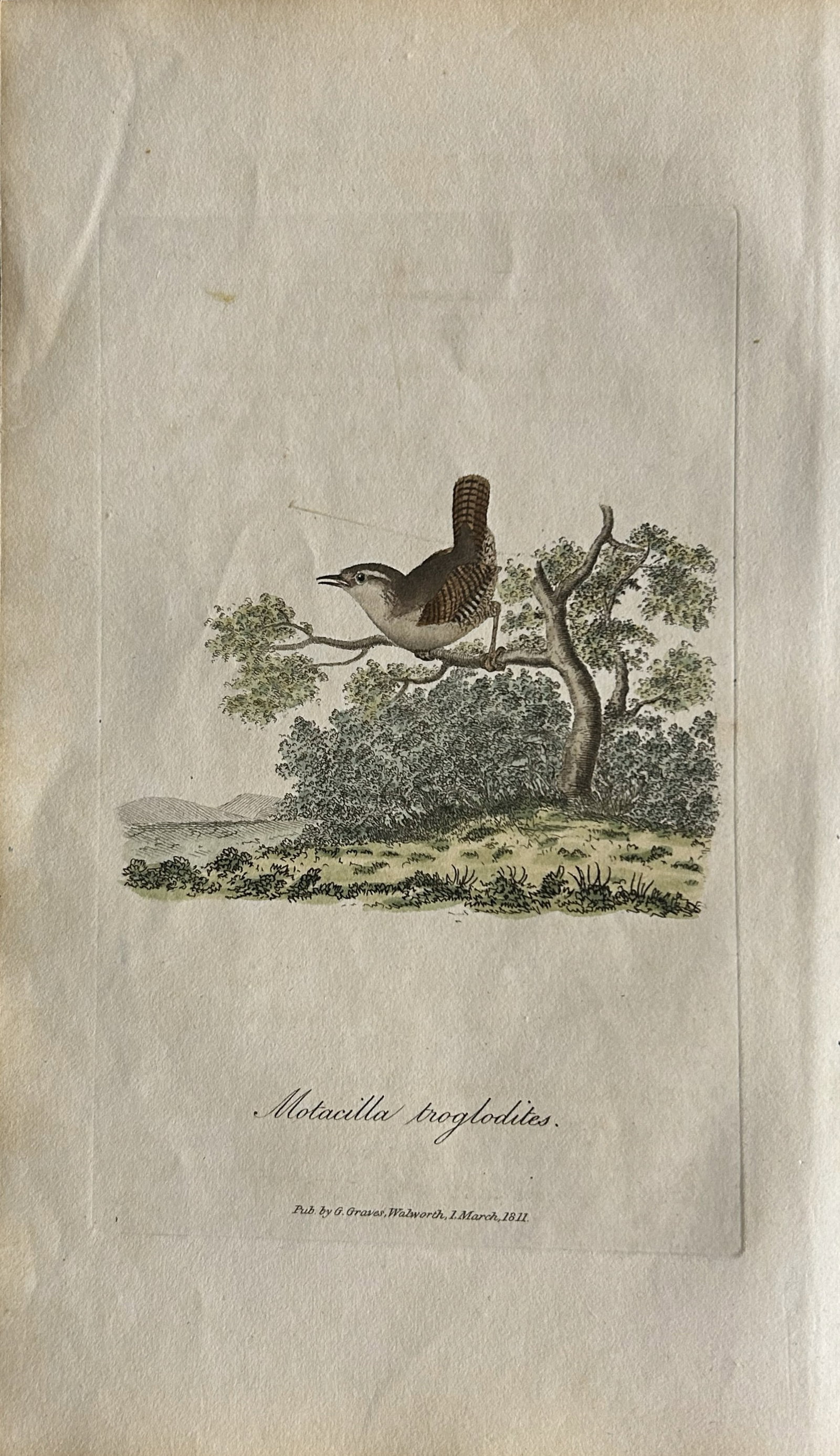George Graves - Rare engraving of the Common Wren 1811: This rare hand-coloured copper plate engraving is from British Ornithology: being the History with a coloured representation of every known species of birds by George Graves. Published by Stephen Couc