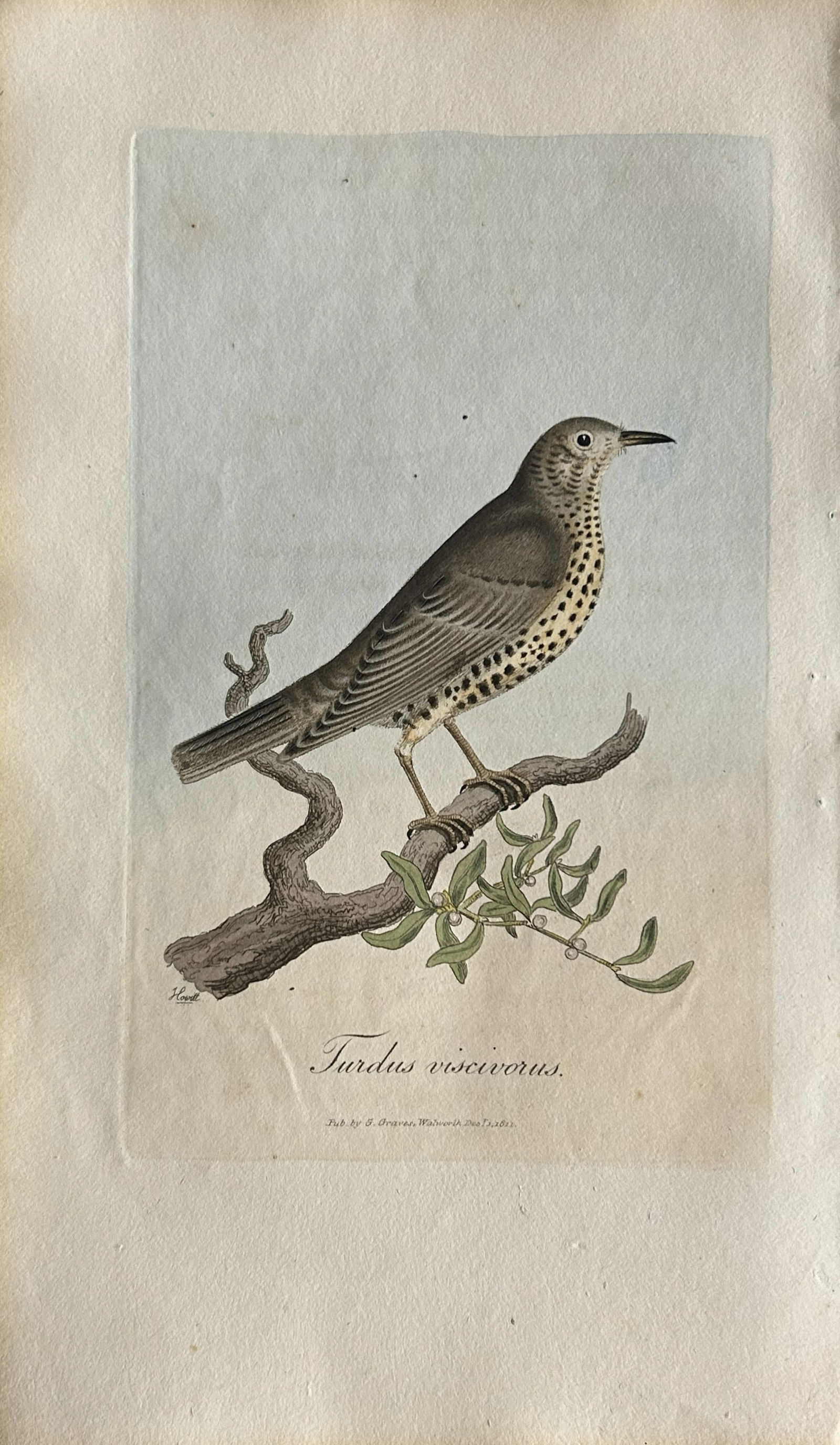 George Graves - Rare engraving of the Missel Thrush 1811 (1 of 1)