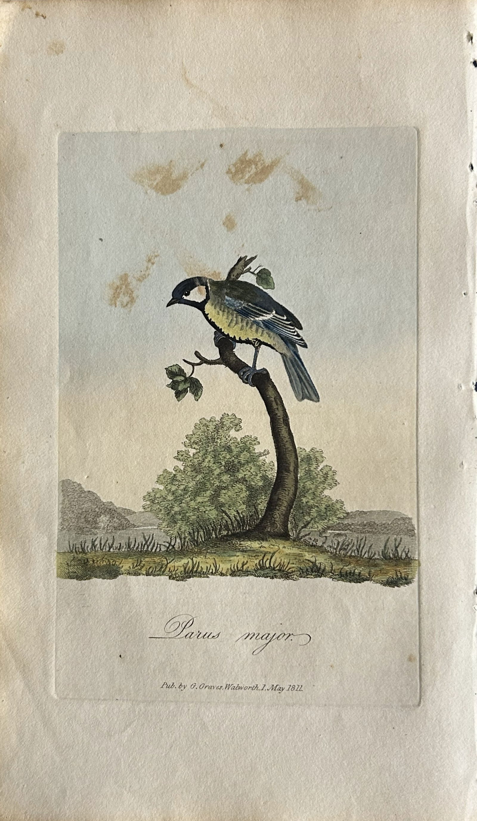 George Graves - Rare engraving of the Great Titmouse 1811 (1 of 1)