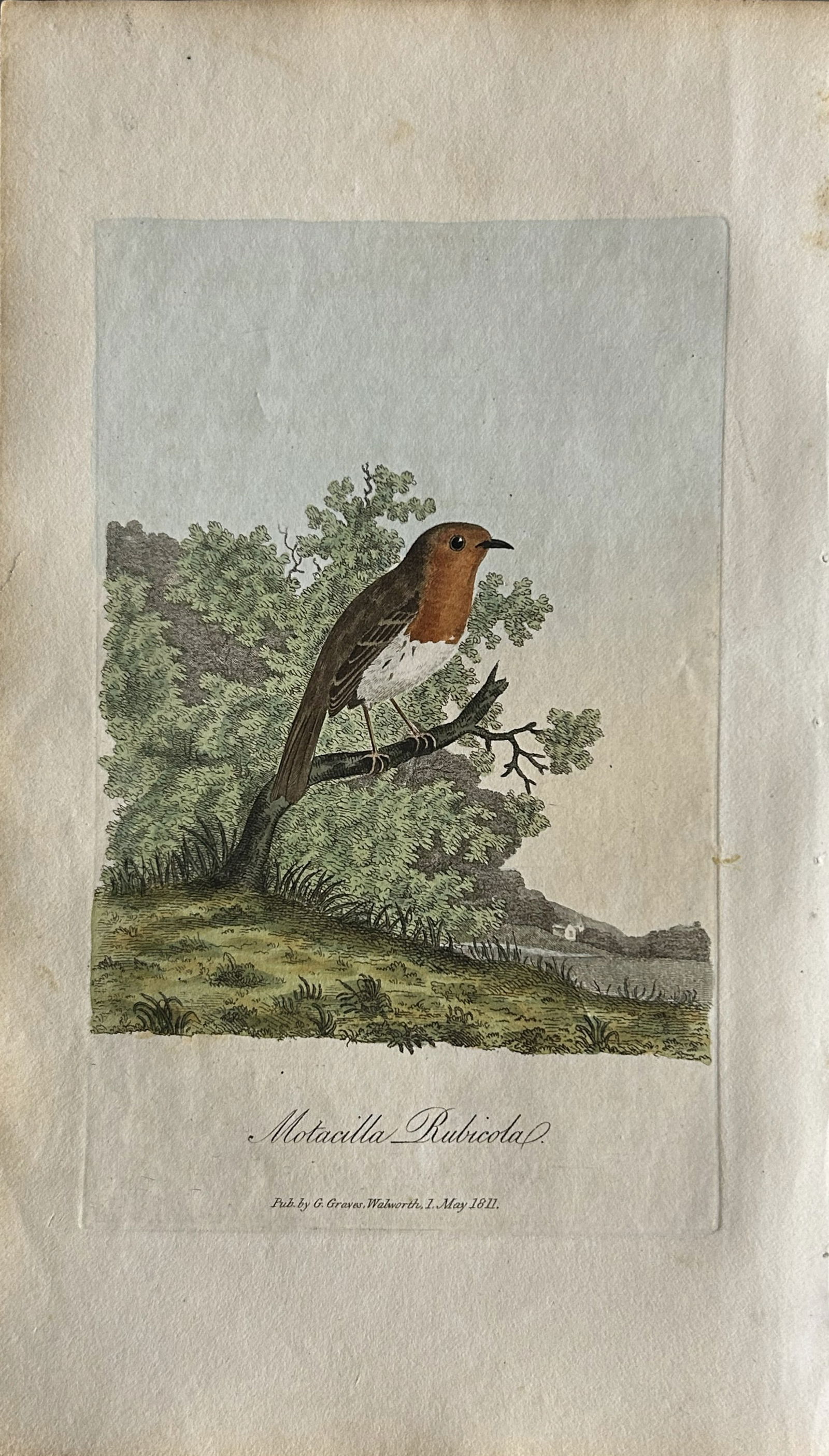 George Graves - Rare engraving of Robin Redbreast 1811: This rare hand-coloured copper plate engraving is from British Ornithology: being the History with a coloured representation of every known species of birds by George Graves. Published by Stephen Couc