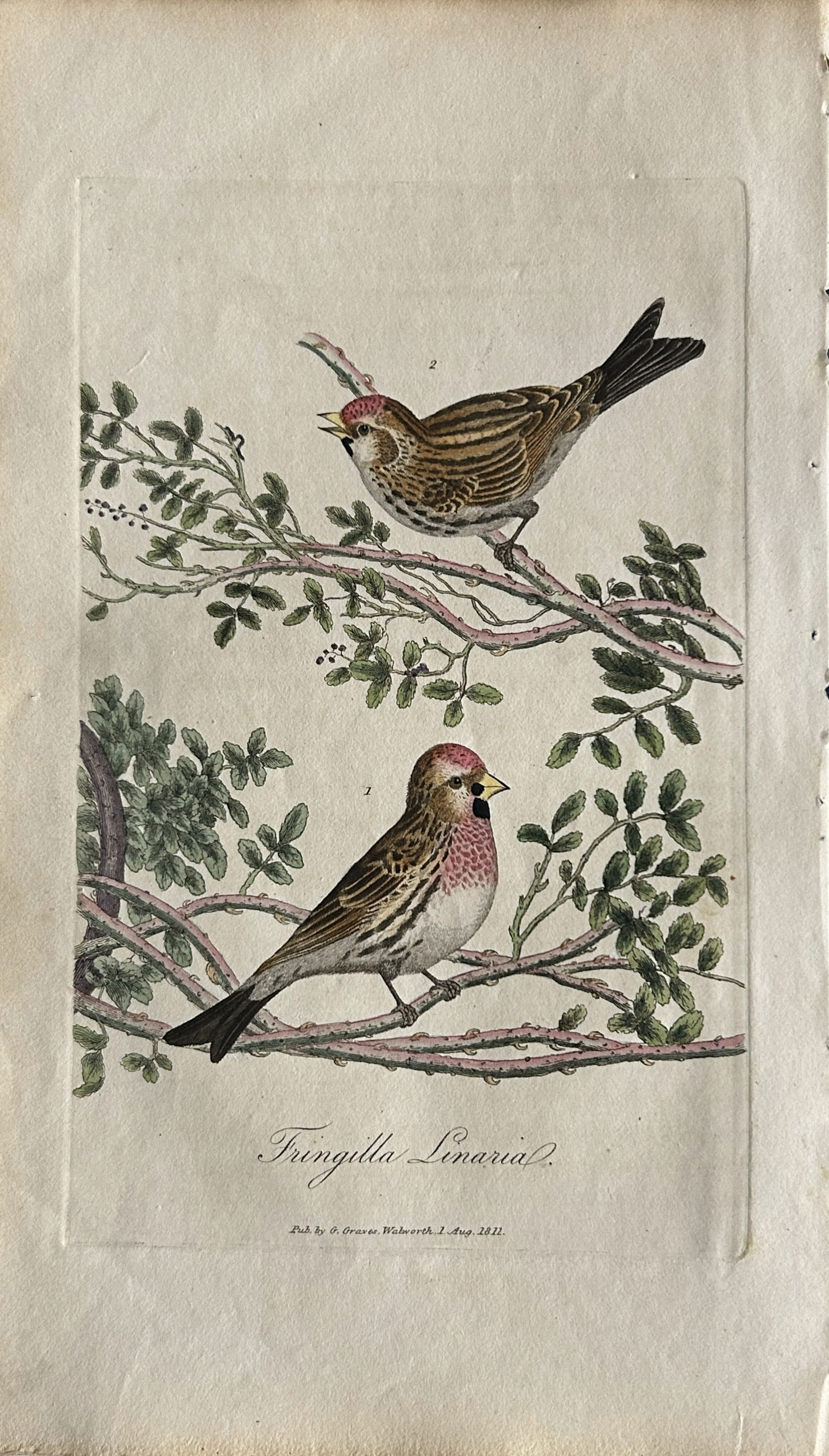 George Graves - Rare engraving of the Lesser Redpole 1811 (1 of 1)