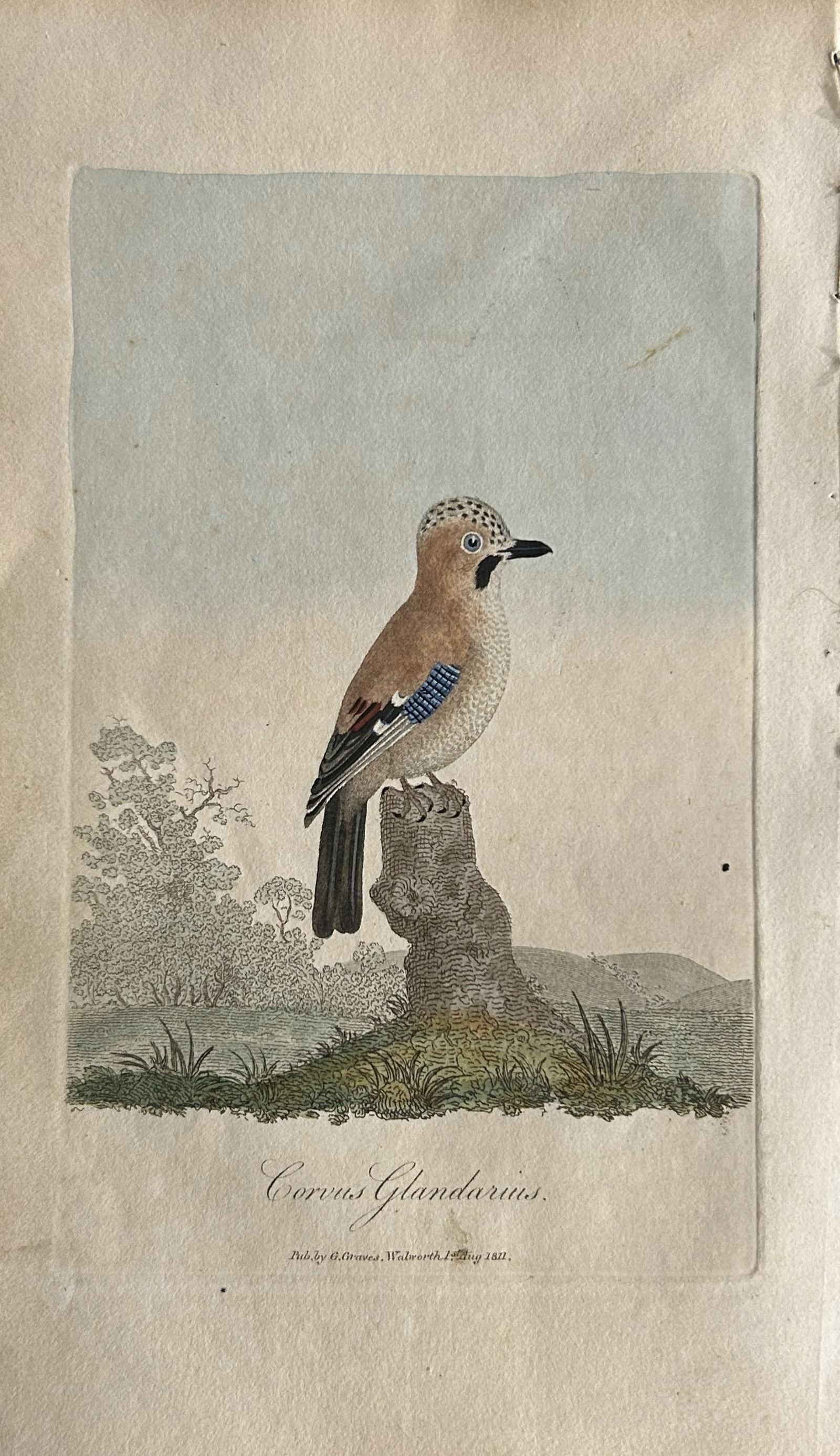 George Graves - Rare engraving of the Jay 1811 (1 of 1)