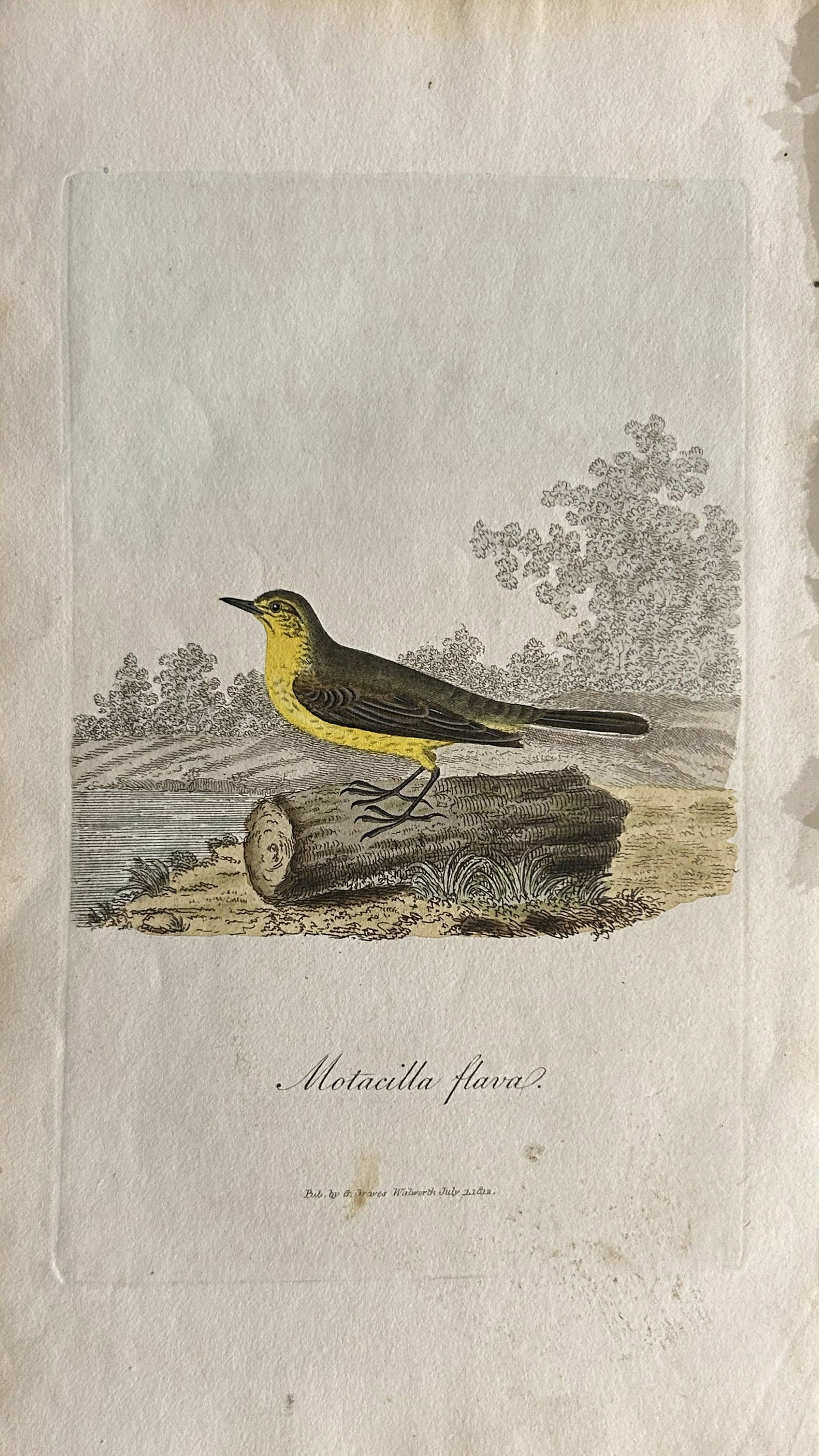 George Graves - Rare engraving of the Yellow Wagtail 1811: This rare hand-coloured copper plate engraving is from British Ornithology: being the History with a coloured representation of every known species of birds by George Graves. Published by Stephen Couc