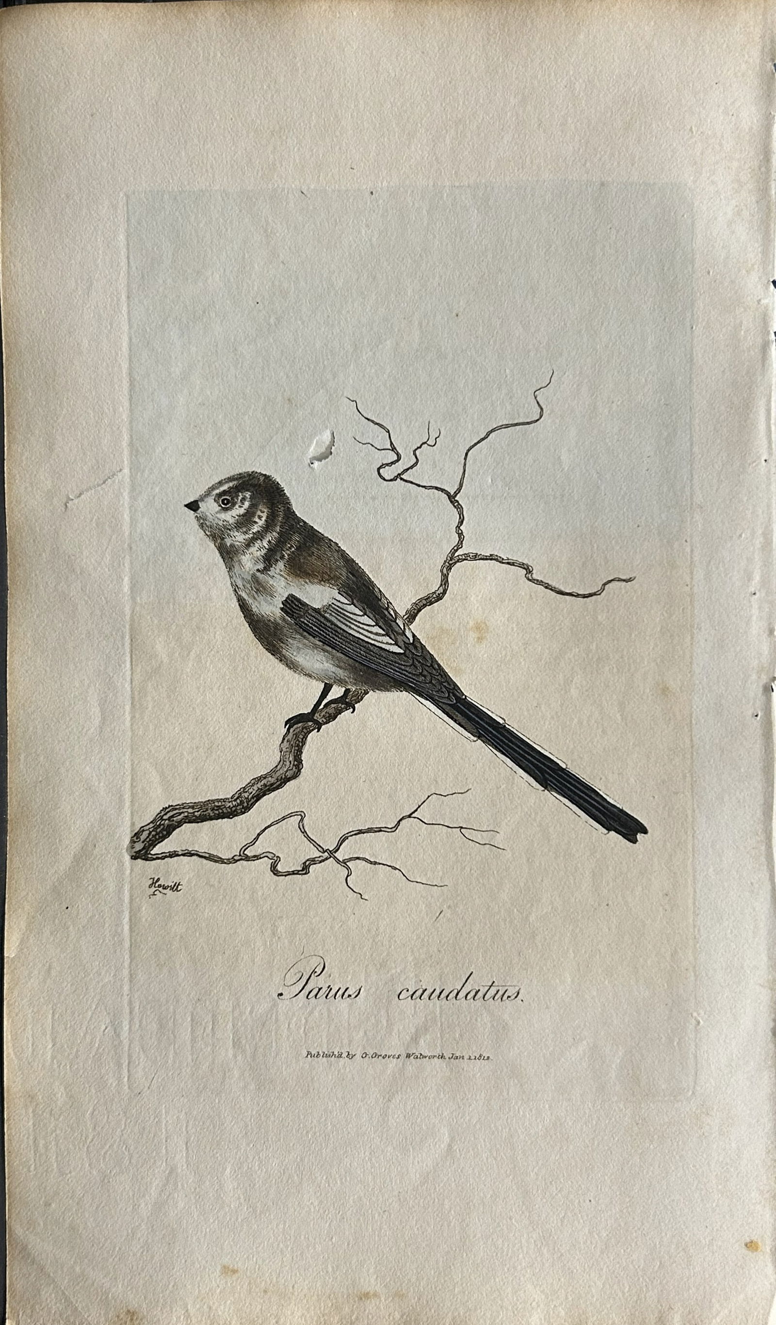 George Graves - Rare engraving of Long-tailed Titmouse 1811 (1 of 1)