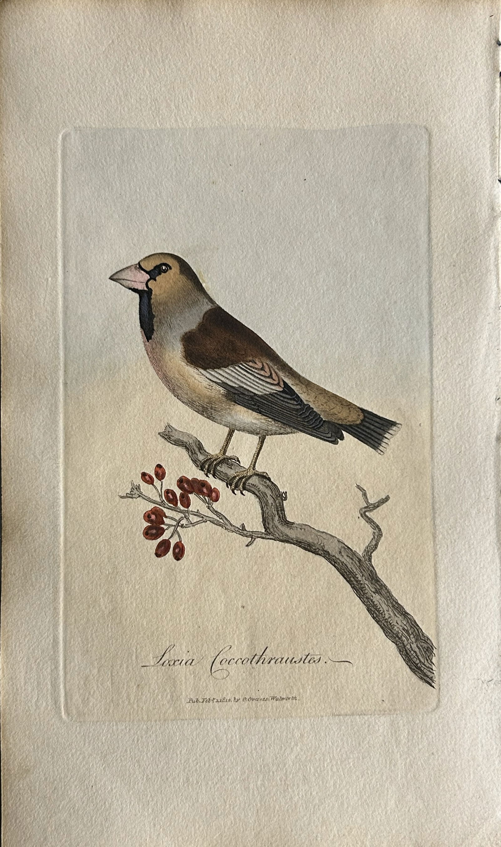 George Graves - Rare engraving of the Hawfinch 1811 (1 of 1)
