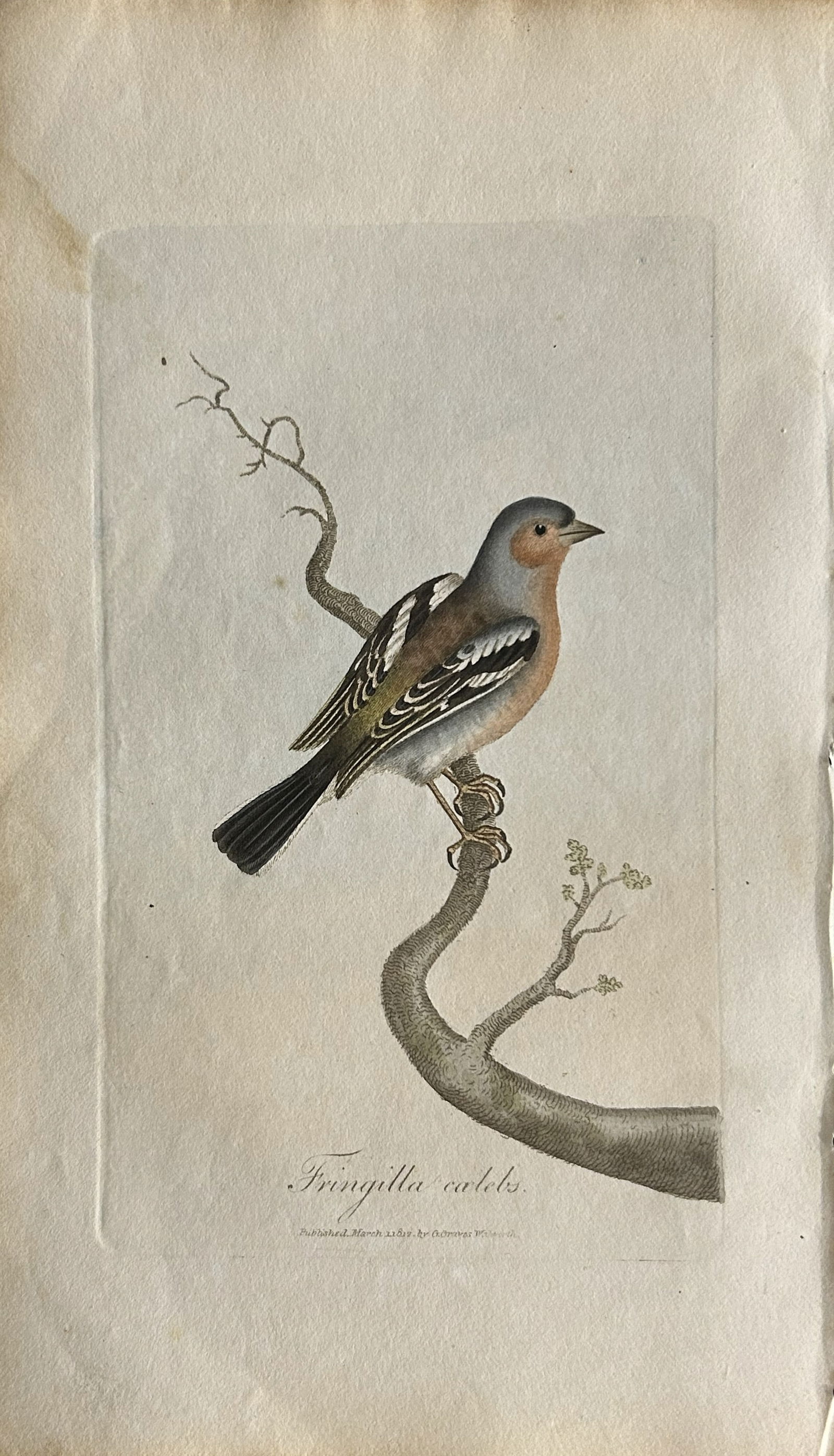 George Graves - Rare engraving of the Chaffinch 1811 (1 of 1)