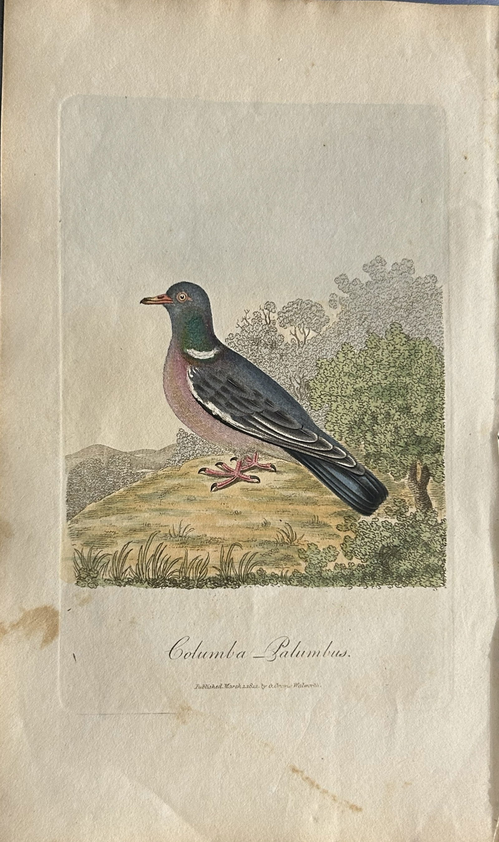 George Graves - Rare engraving of the Ring Dove 1811 (1 of 1)