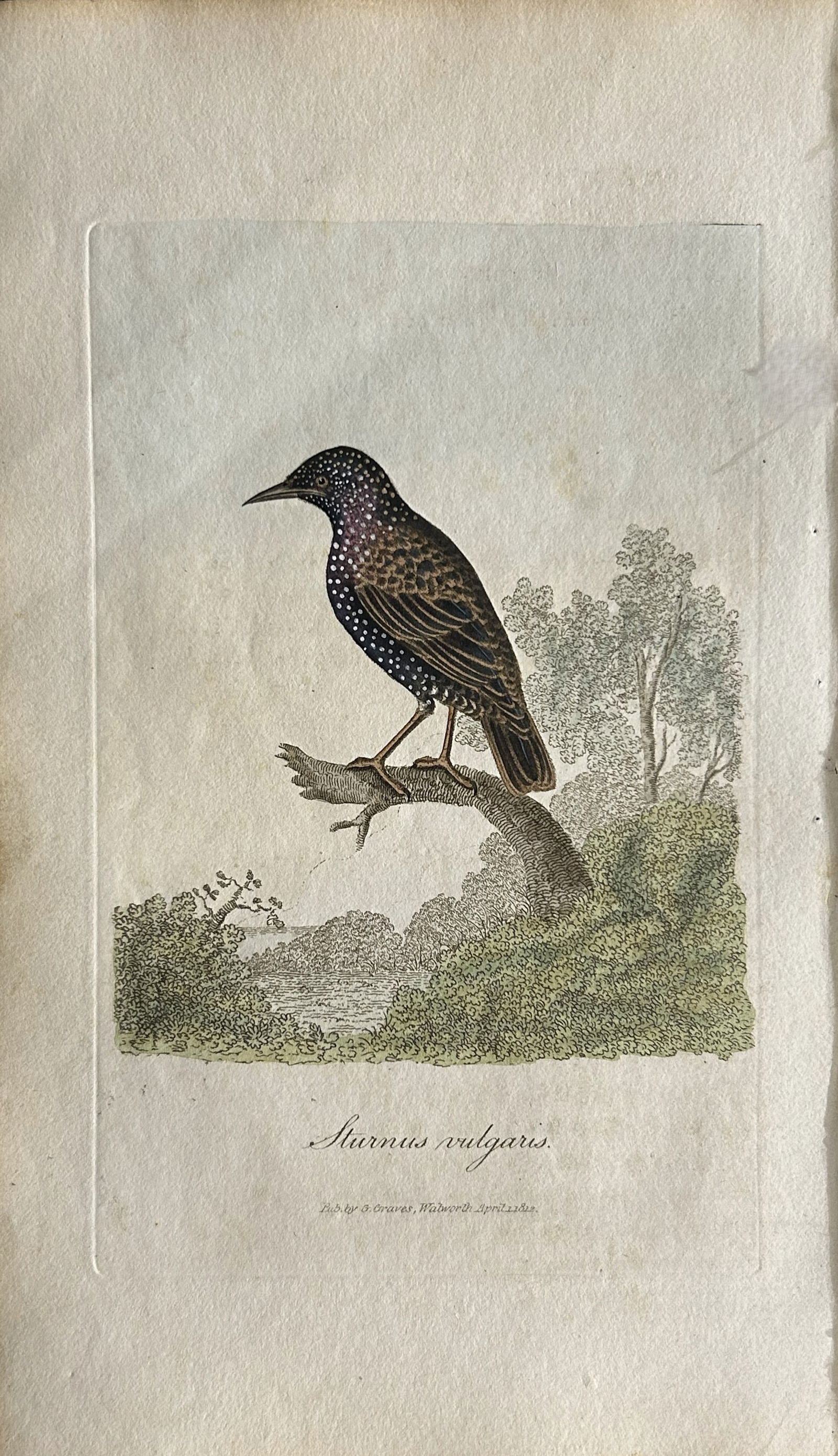 George Graves - Rare engraving of the Starling 1811 (1 of 1)