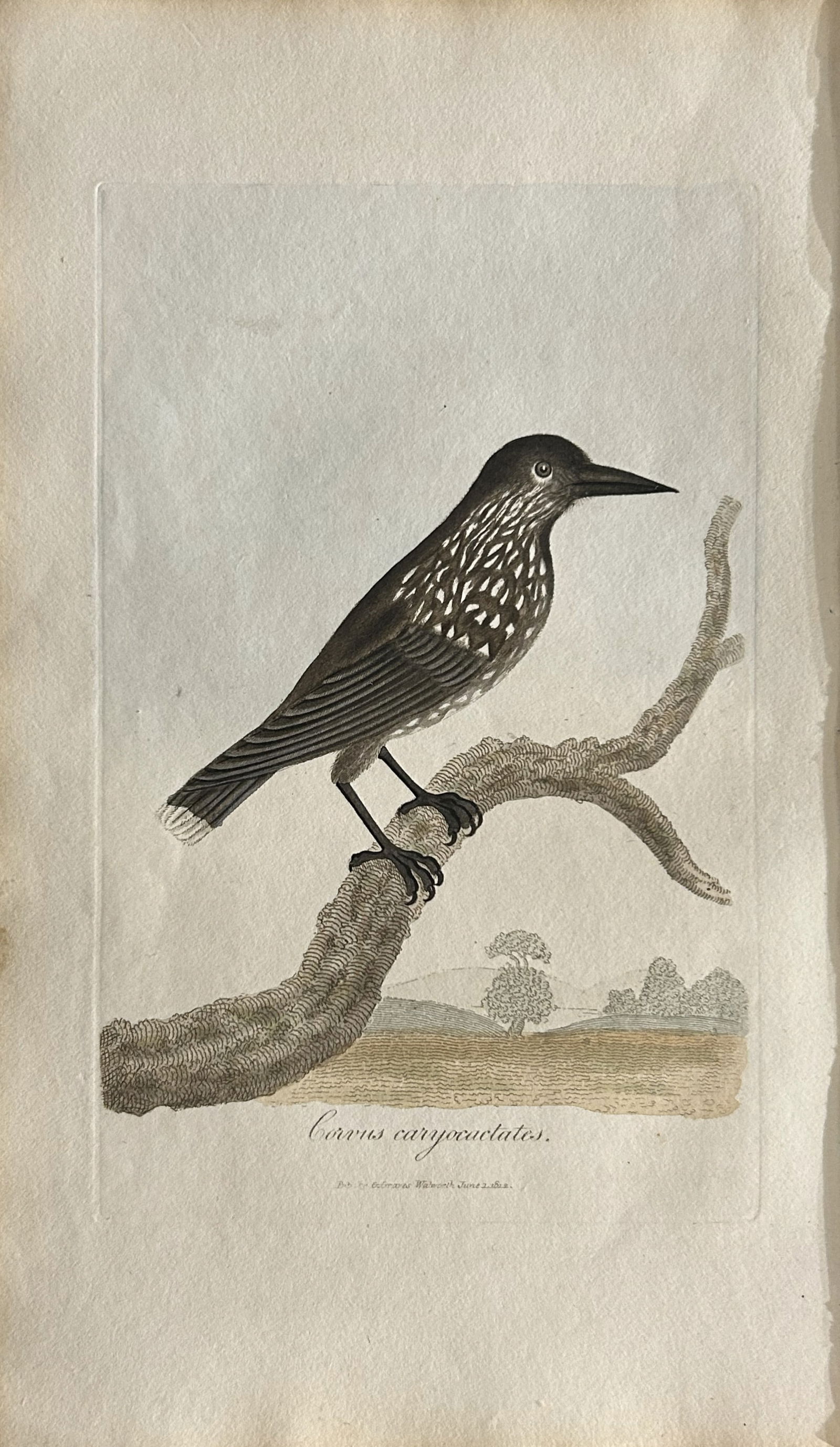 George Graves - Rare engraving of the Nutcracker 1811: This rare hand-coloured copper plate engraving is from British Ornithology: being the History with a coloured representation of every known species of birds by George Graves. Published by Stephen Couc