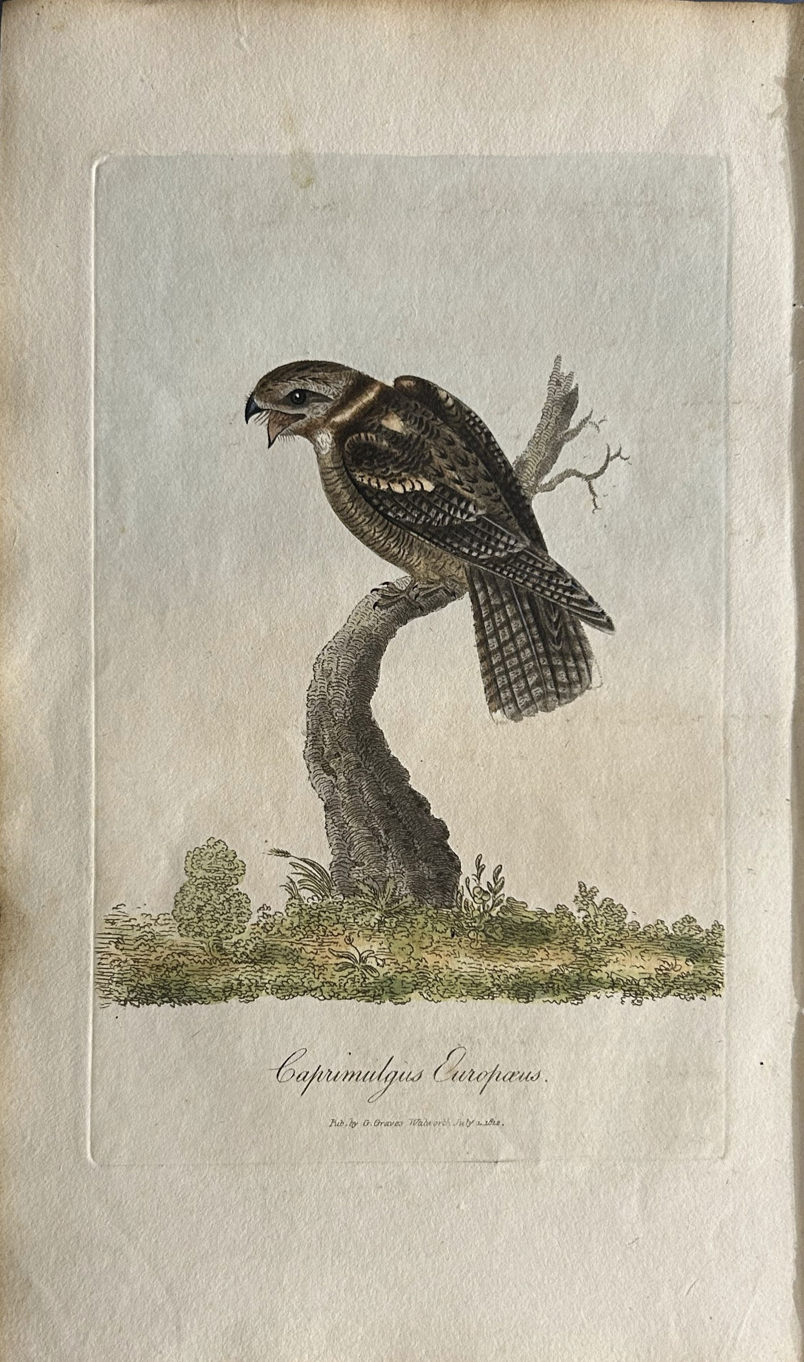 George Graves - Rare engraving of European Goatsucker or Nightjar 1811: This rare hand-coloured copper plate engraving is from British Ornithology: being the History with a coloured representation of every known species of birds by George Graves. Published by Stephen Couc