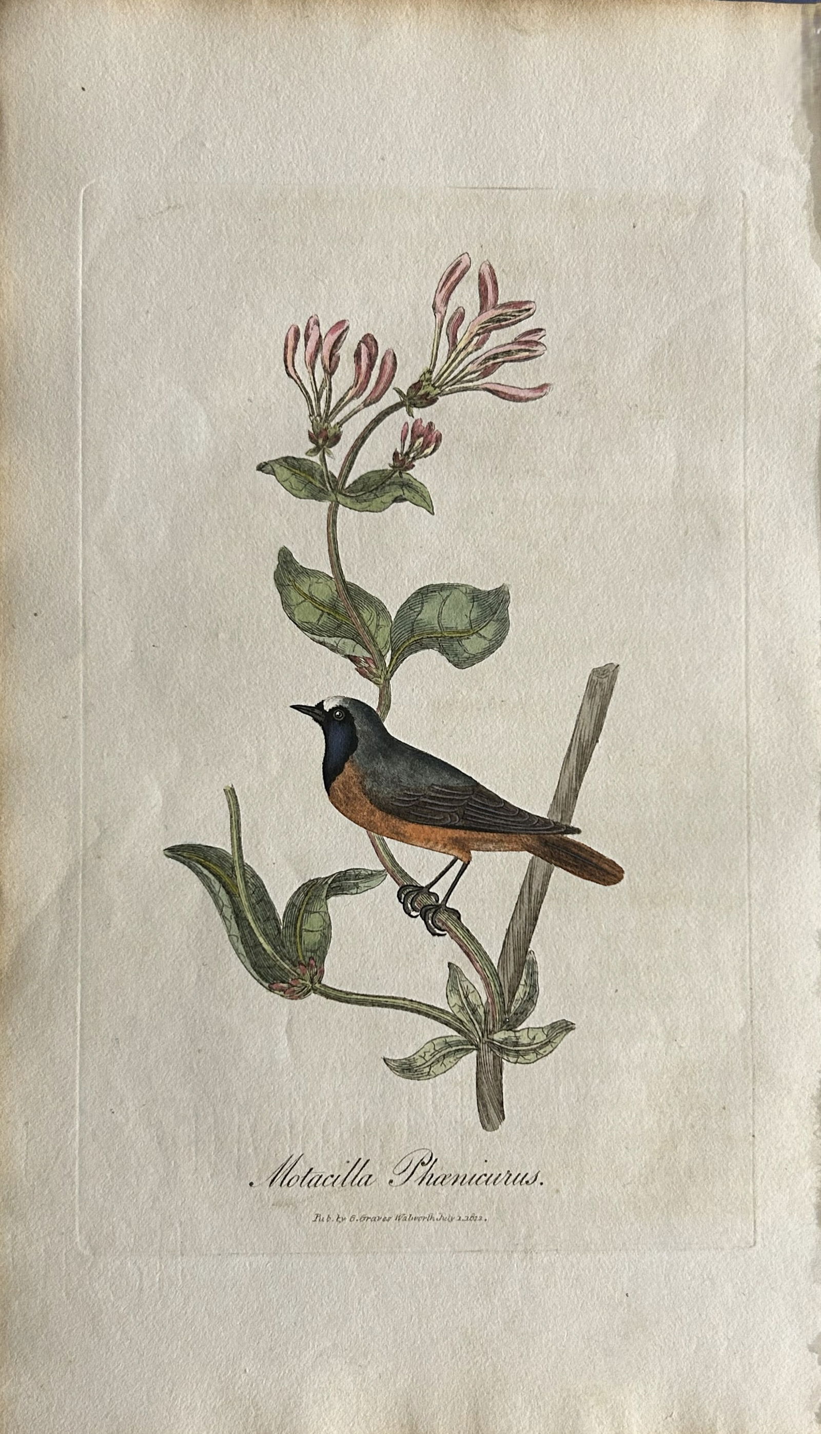 George Graves - Rare engraving of the Redstart 1811 (1 of 1)