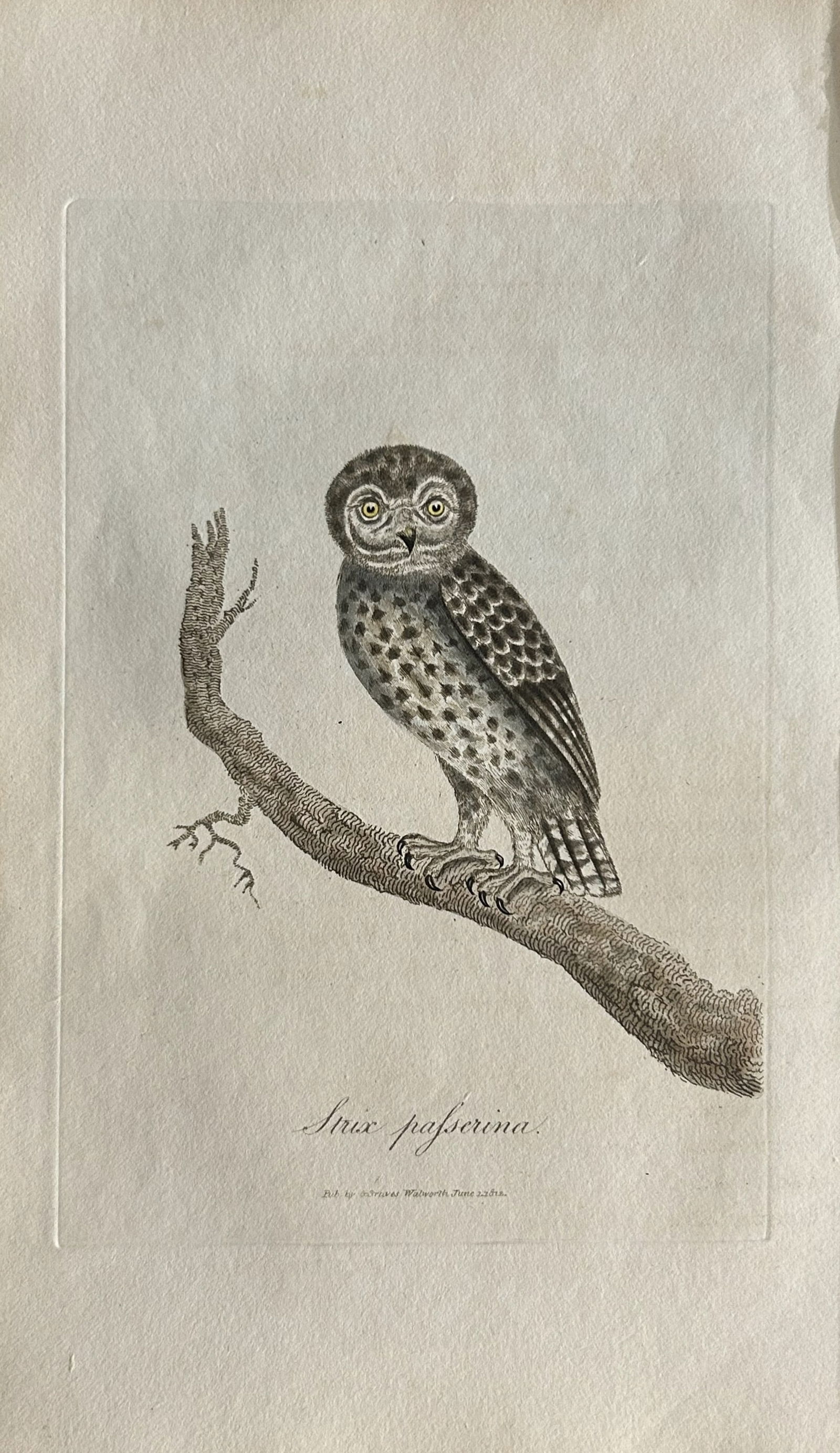 George Graves - Rare engraving of the Little Owl 1811 (1 of 1)
