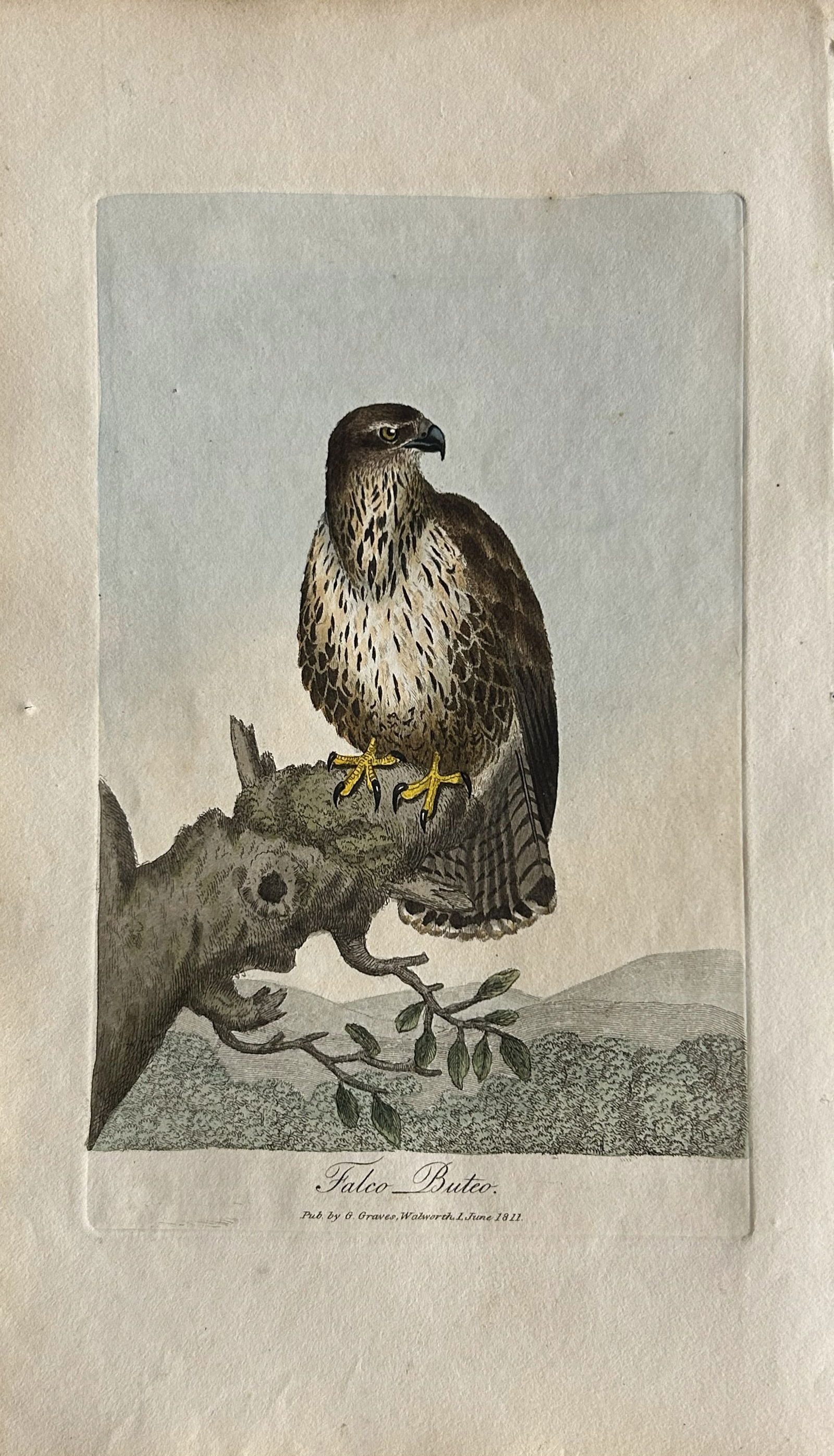George Graves - Rare engraving of the Common Buzzard 1811 (1 of 1)