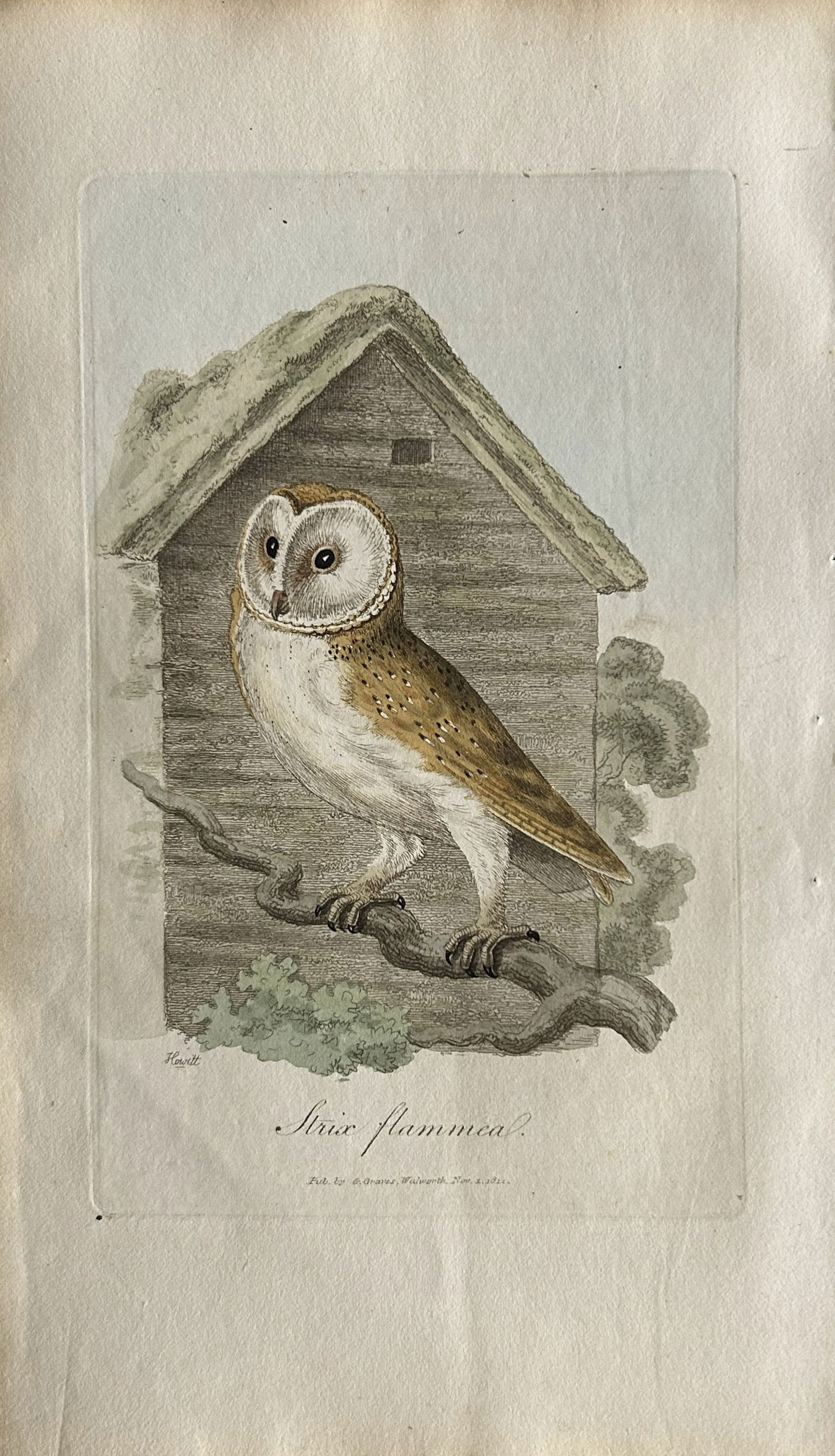George Graves - Rare engraving of the Barn Owl 1811 (1 of 1)