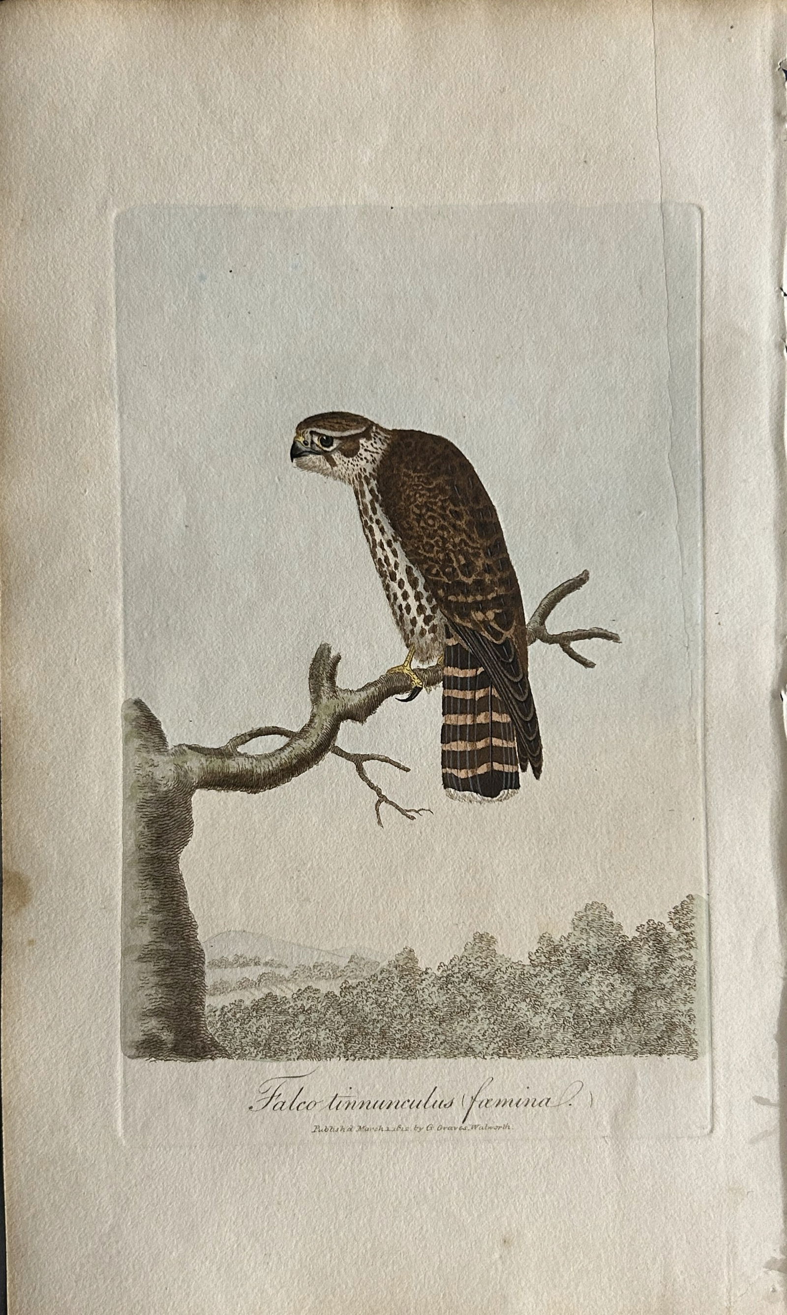 George Graves - Rare engraving of the Female Kestrel 1811 (1 of 1)