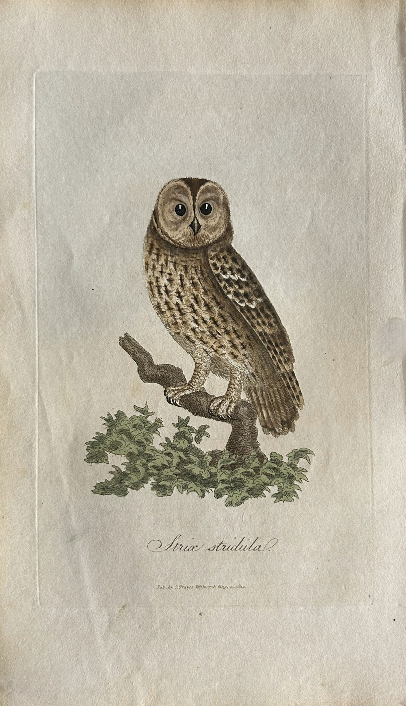 George Graves - Rare engraving of the Tawny Owl 1811 (1 of 1)