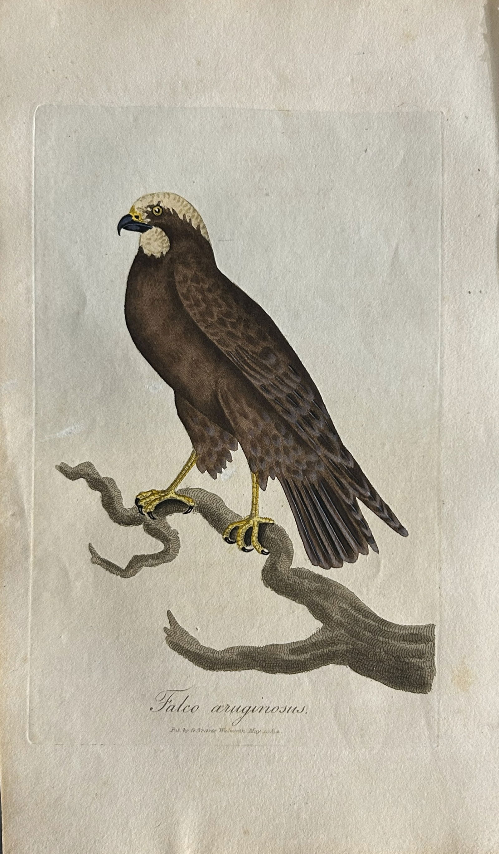 George Graves - Rare engraving of the Moor Buzzard 1811 (1 of 1)