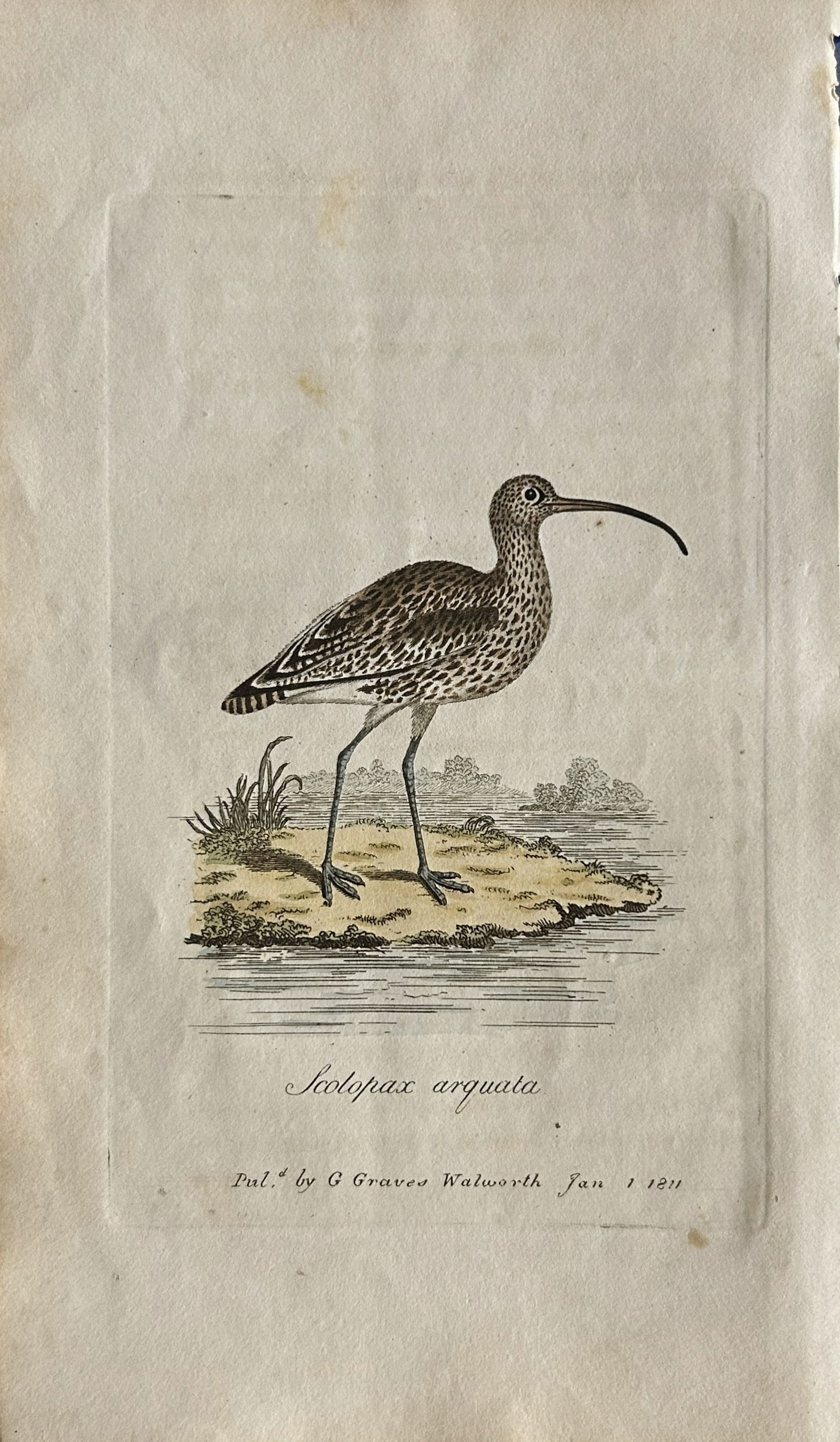 George Graves - Rare engraving of the Common Curlew 1811 (1 of 1)