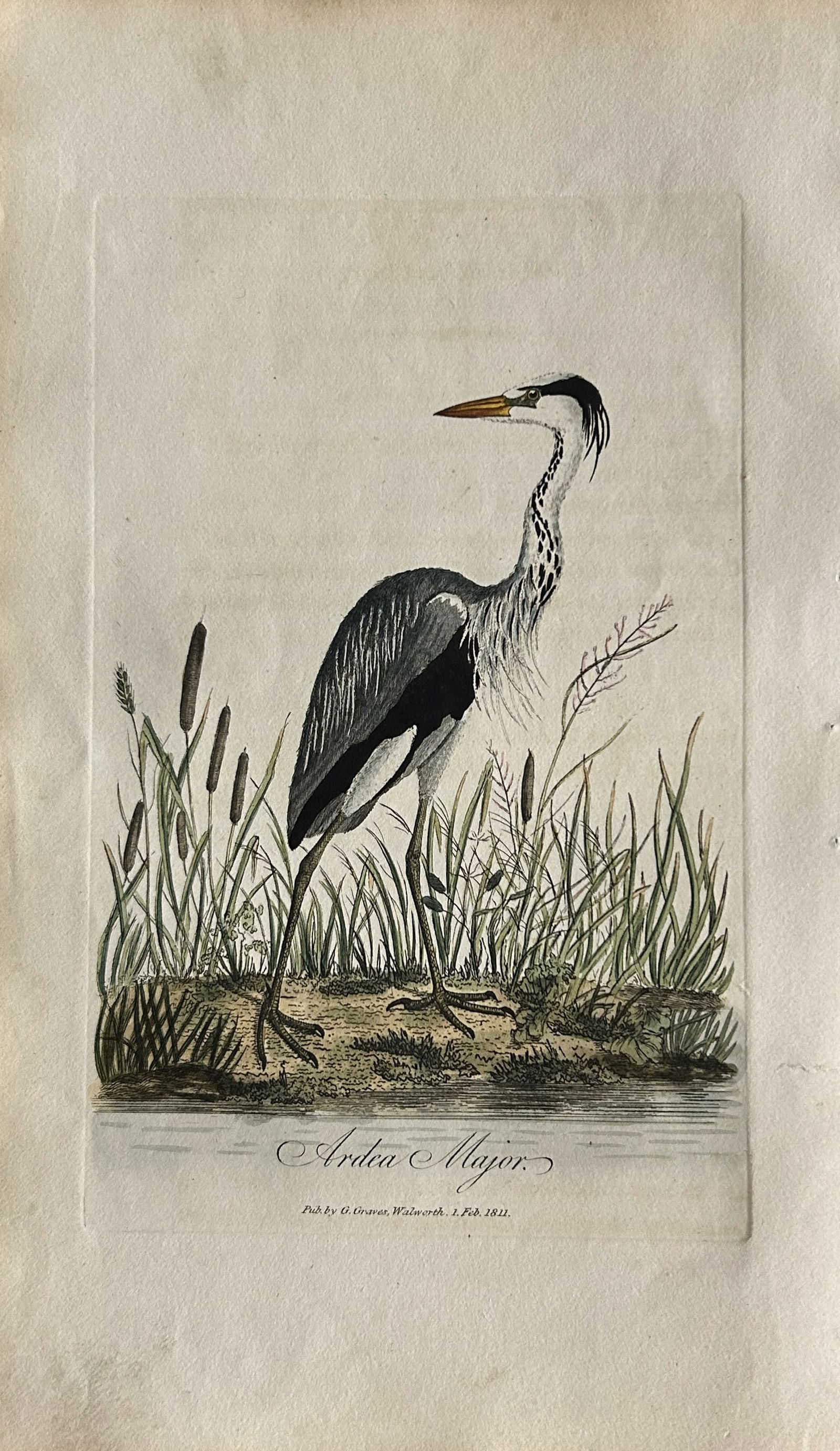 George Graves - Rare engraving of the Common Heron 1811 (1 of 1)
