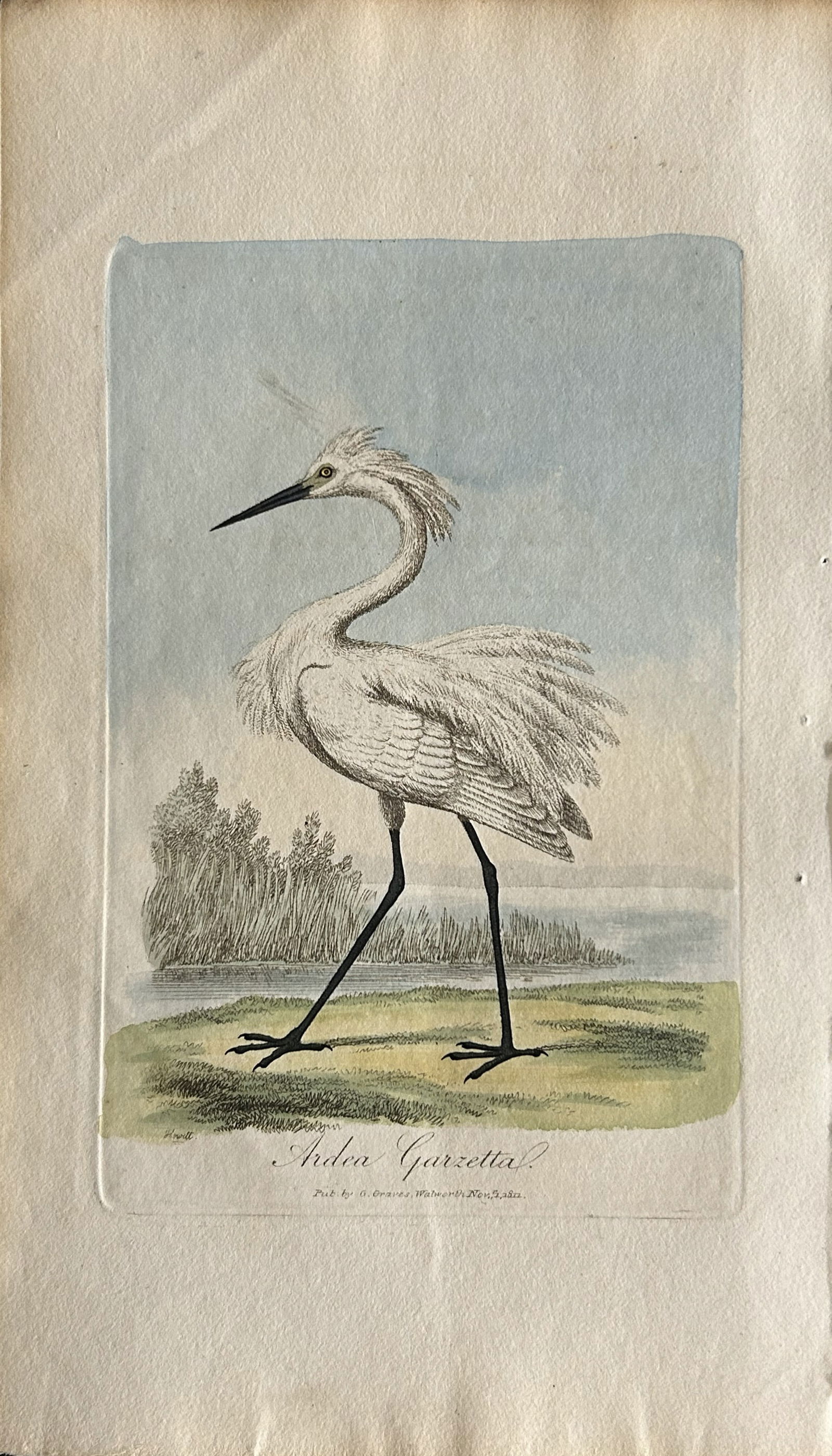 George Graves - Rare engraving of the Egret 1811 (1 of 1)
