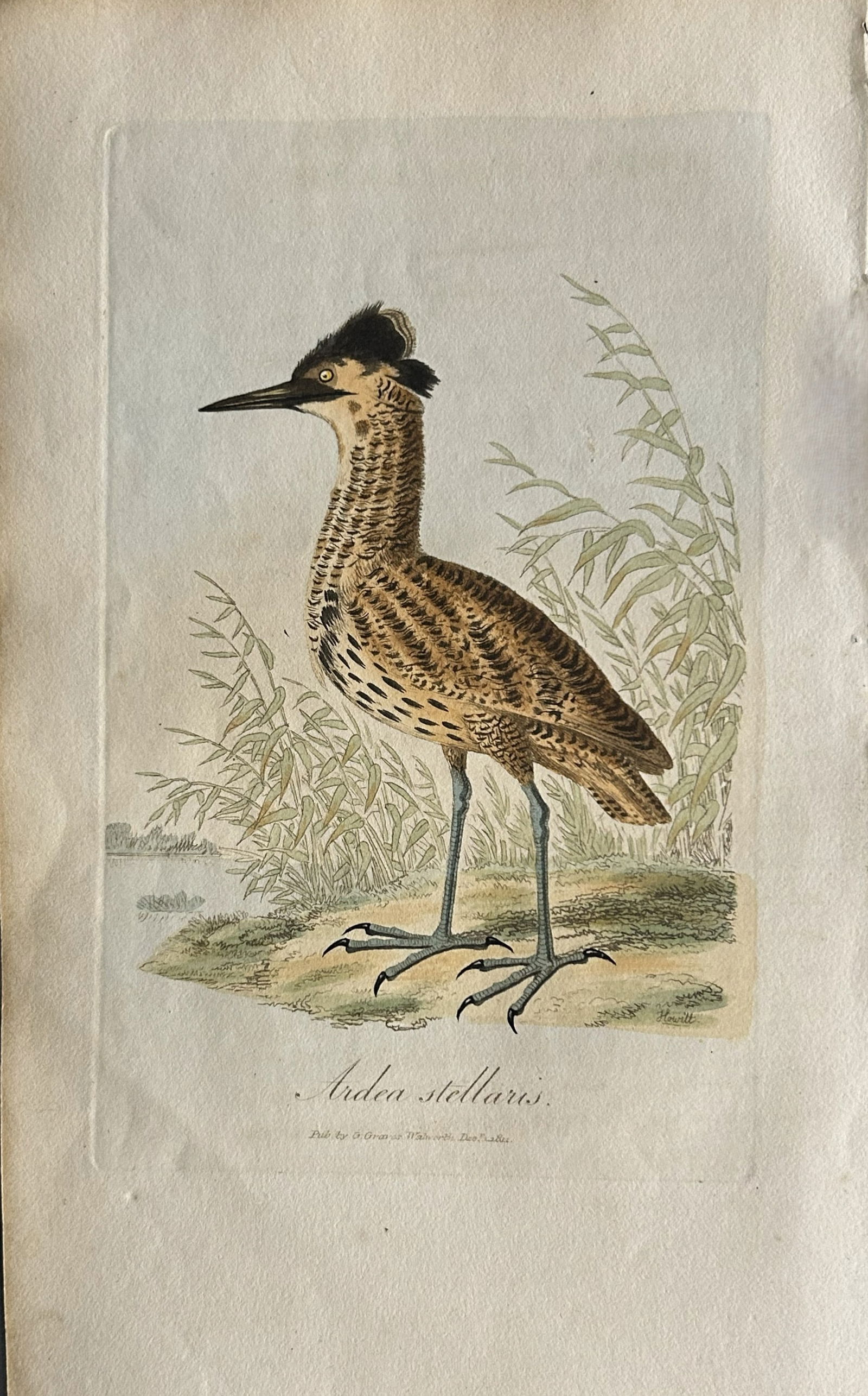 George Graves - Rare engraving of the Bittern 1811 (1 of 1)