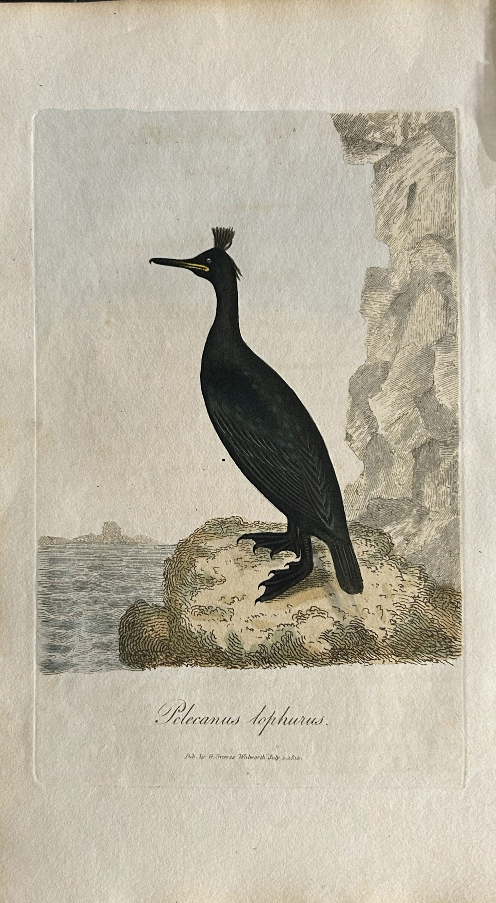 George Graves - Rare engraving of the Tufted Shag 1811 (1 of 1)