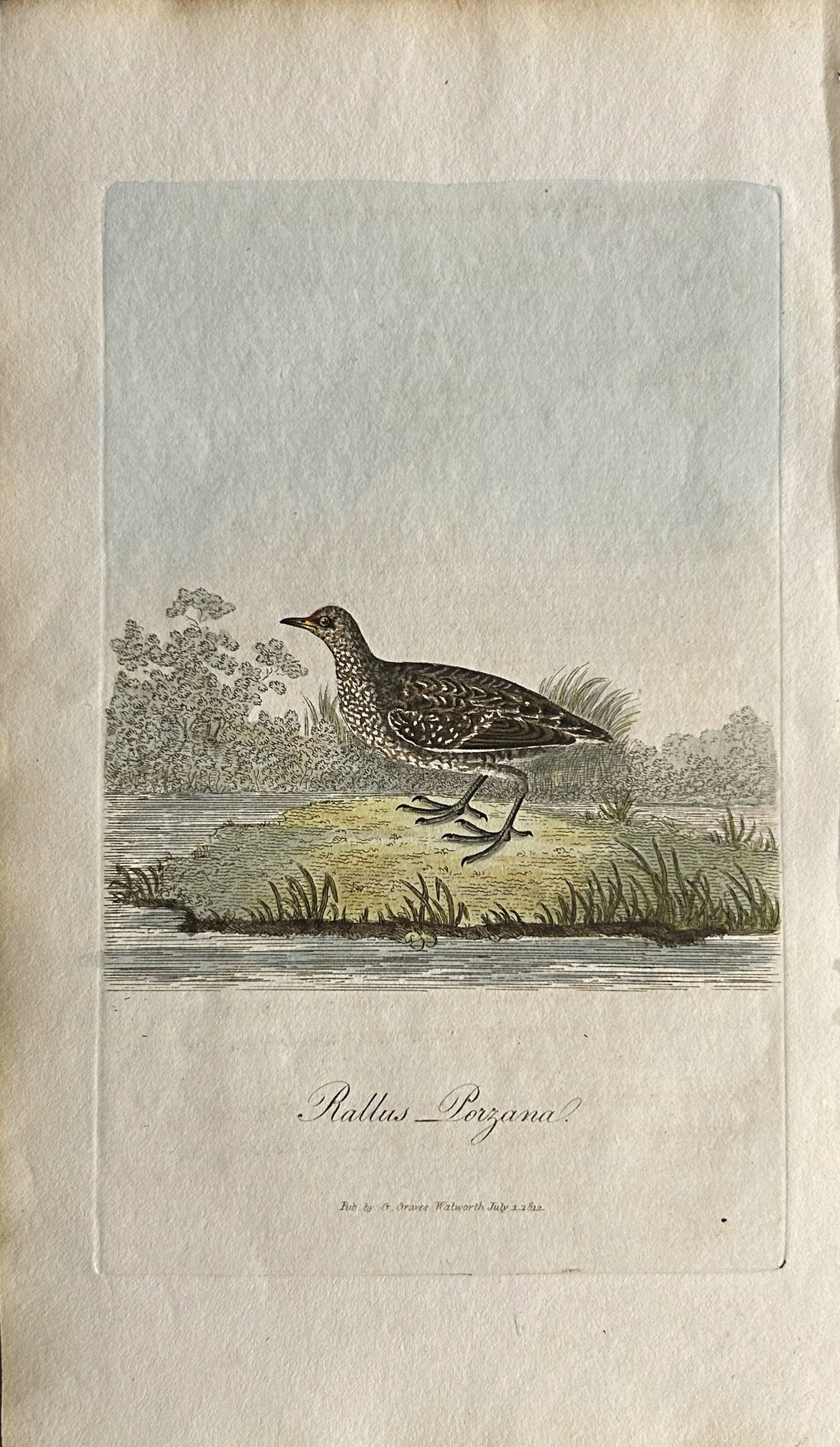 George Graves - Rare engraving of the Spotted Gallinule 1811 (1 of 1)
