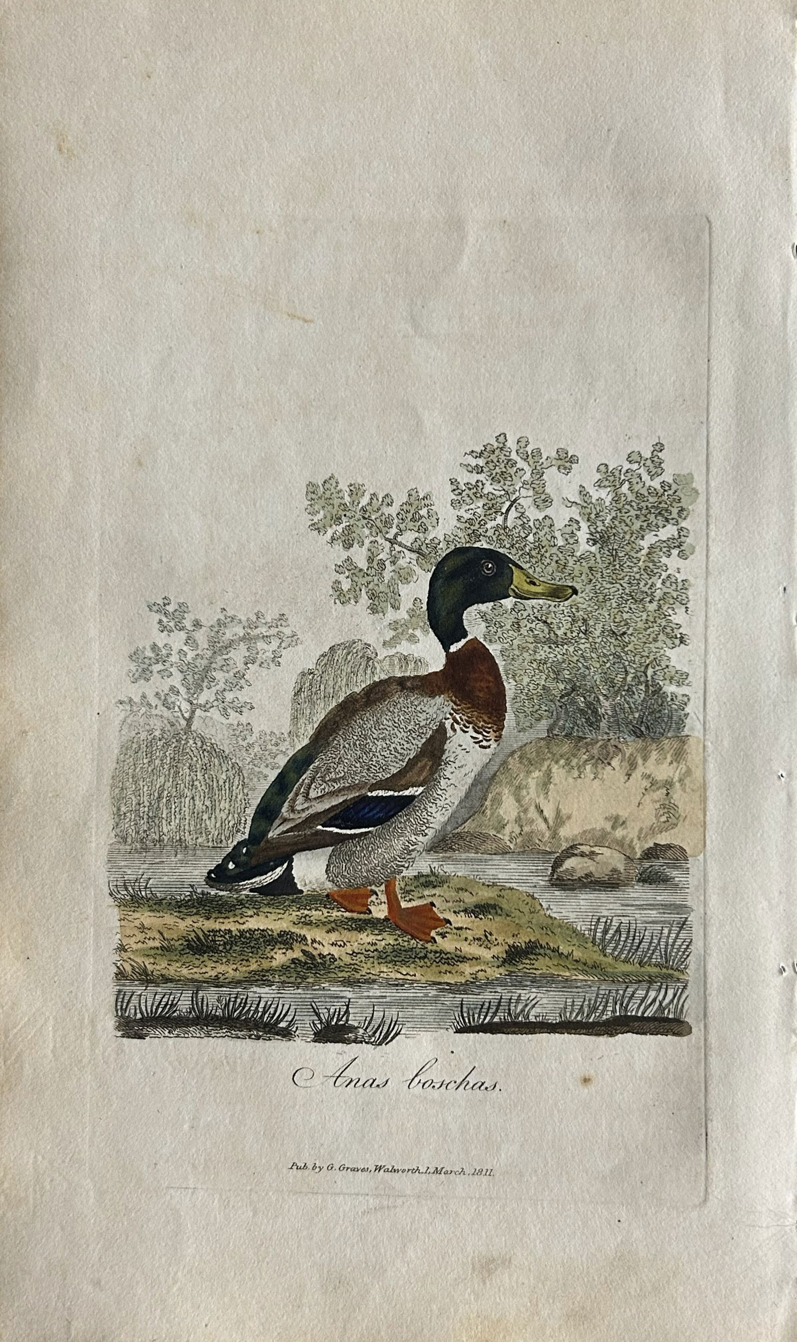 George Graves - Rare engraving of the Wild Duck or Mallard 1811 (1 of 1)