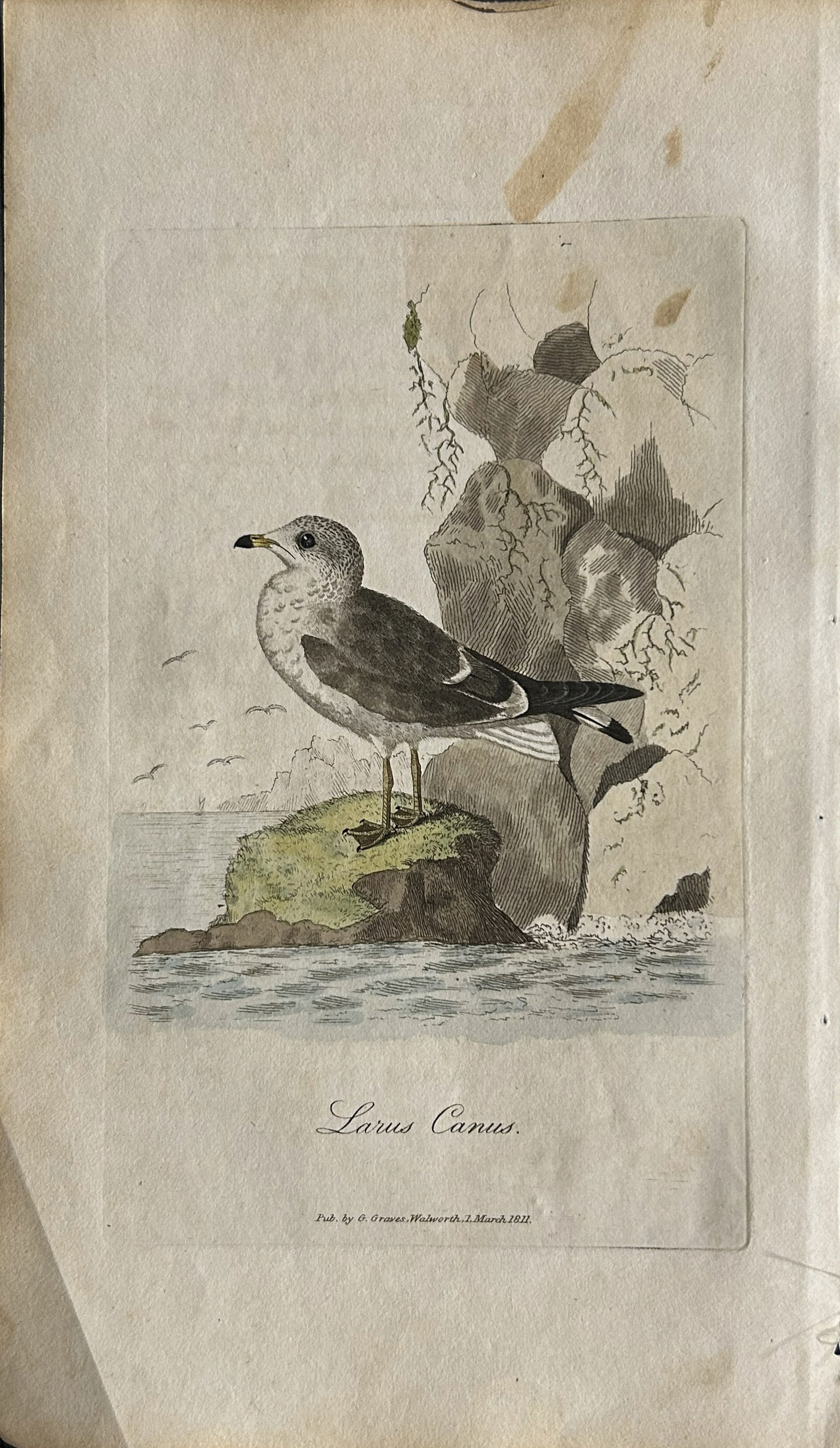 George Graves - Rare engraving of the Common Gull 1811 (1 of 1)
