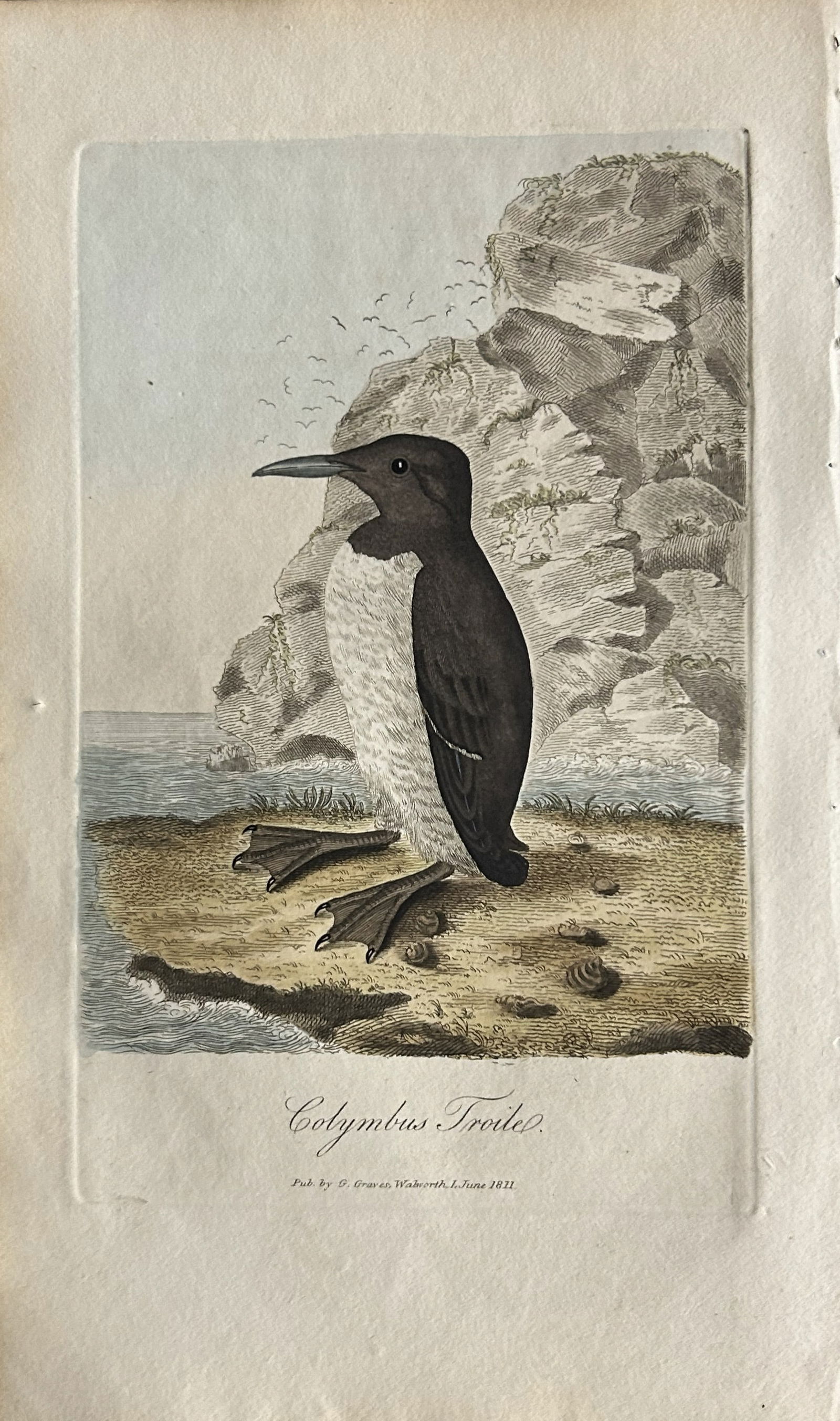 George Graves - Rare engraving of the Foolish Guillemot 1811 (1 of 1)