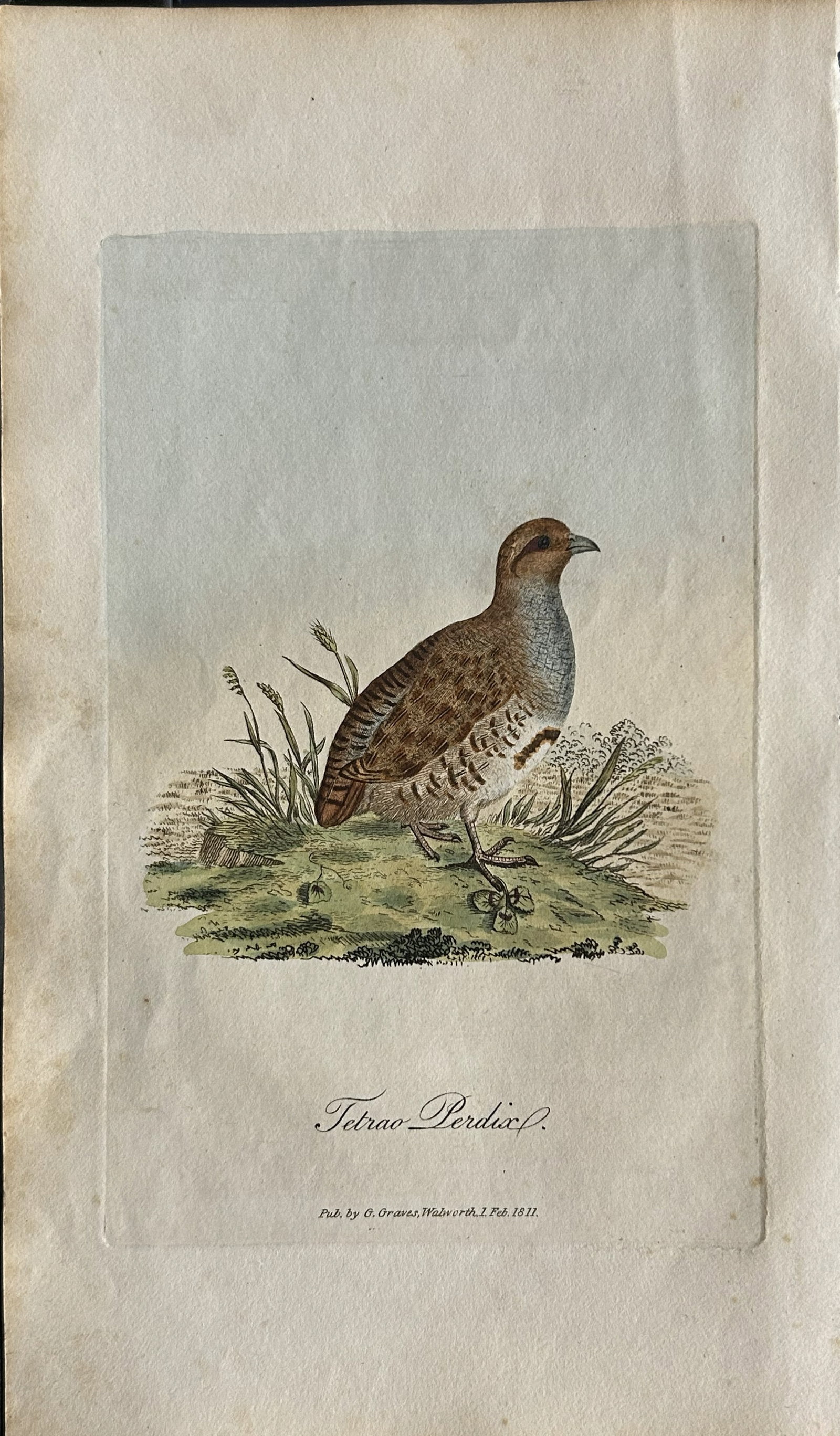 George Graves - Rare engraving of the Common Partridge 1811 (1 of 1)