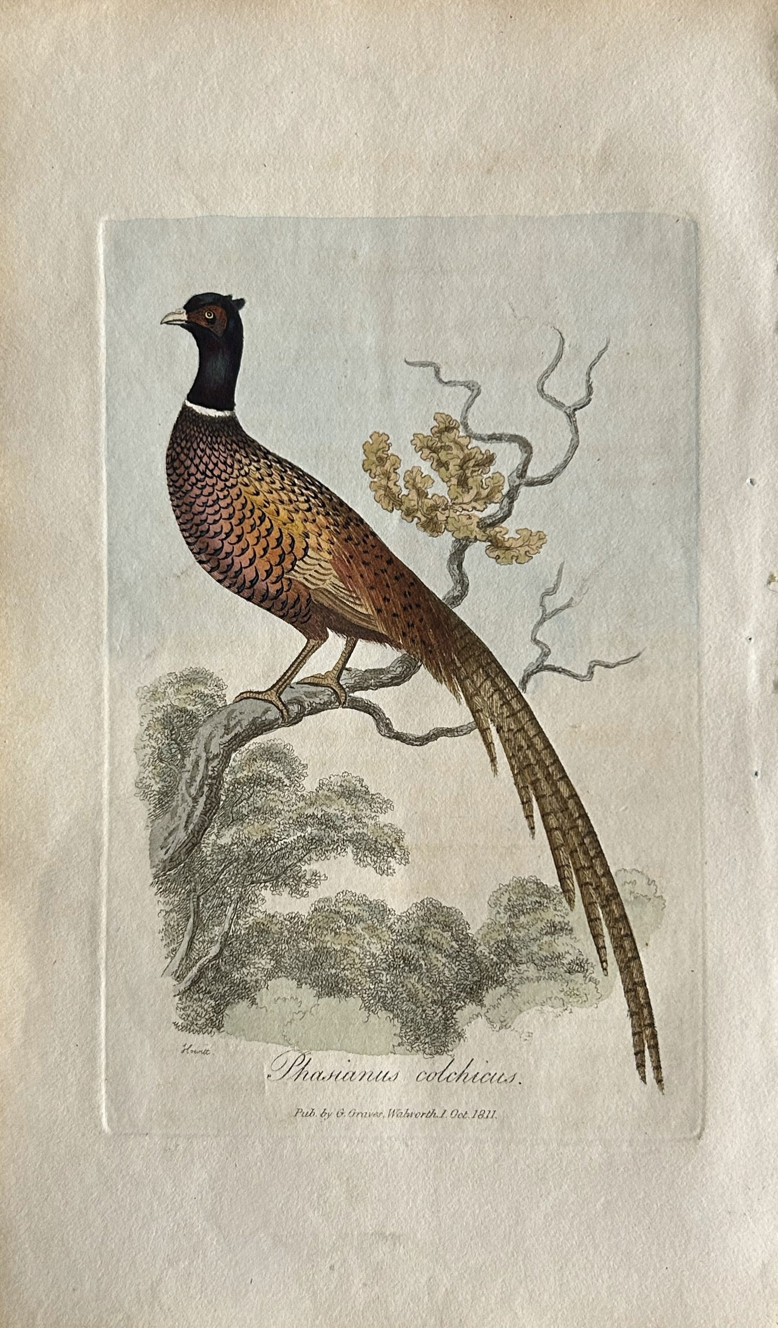 George Graves - Rare engraving of the Ring Pheasant 1811 (1 of 1)
