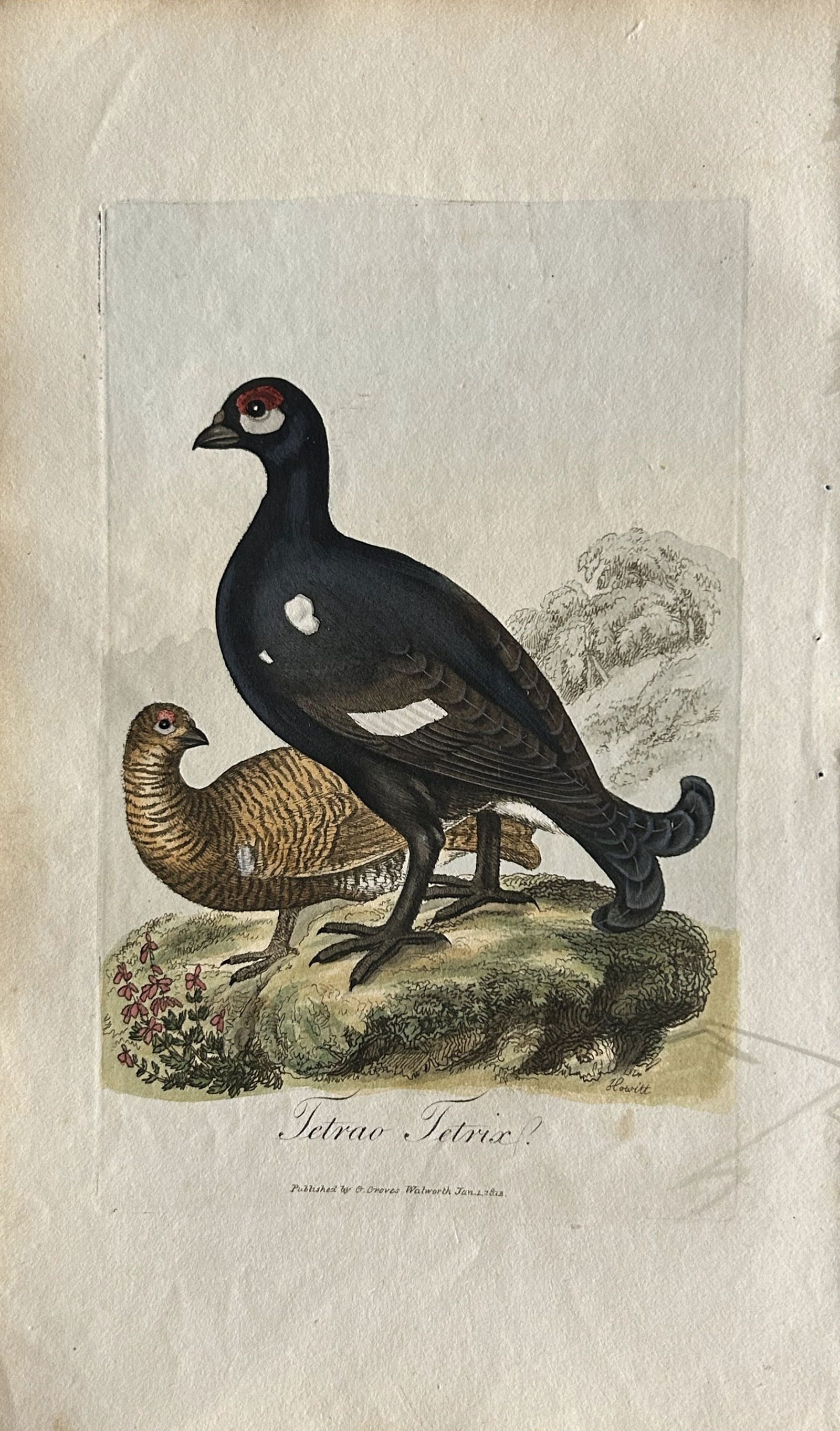 George Graves - Rare engraving of the Black Grouse 1811 (1 of 1)