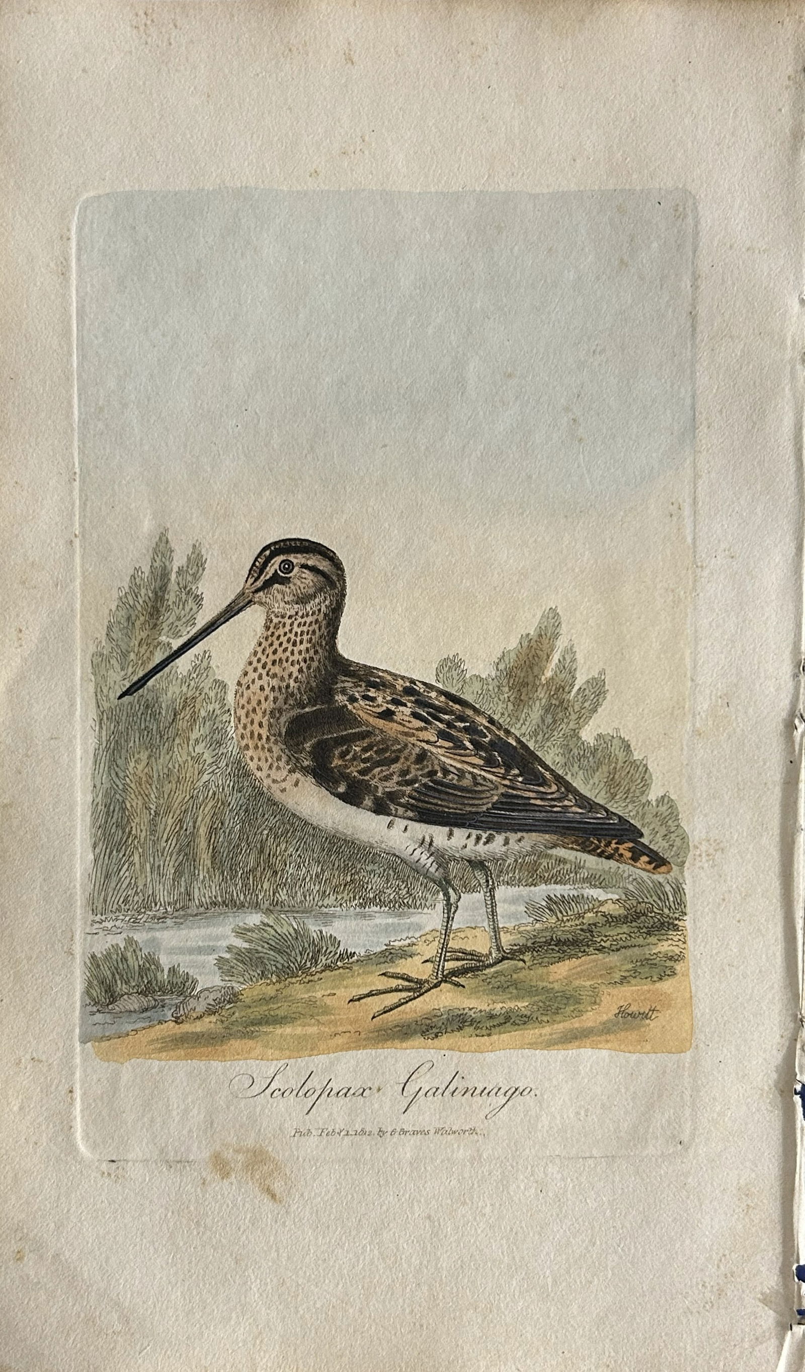 George Graves - Rare engraving of the Common Snipe 1811 (1 of 1)