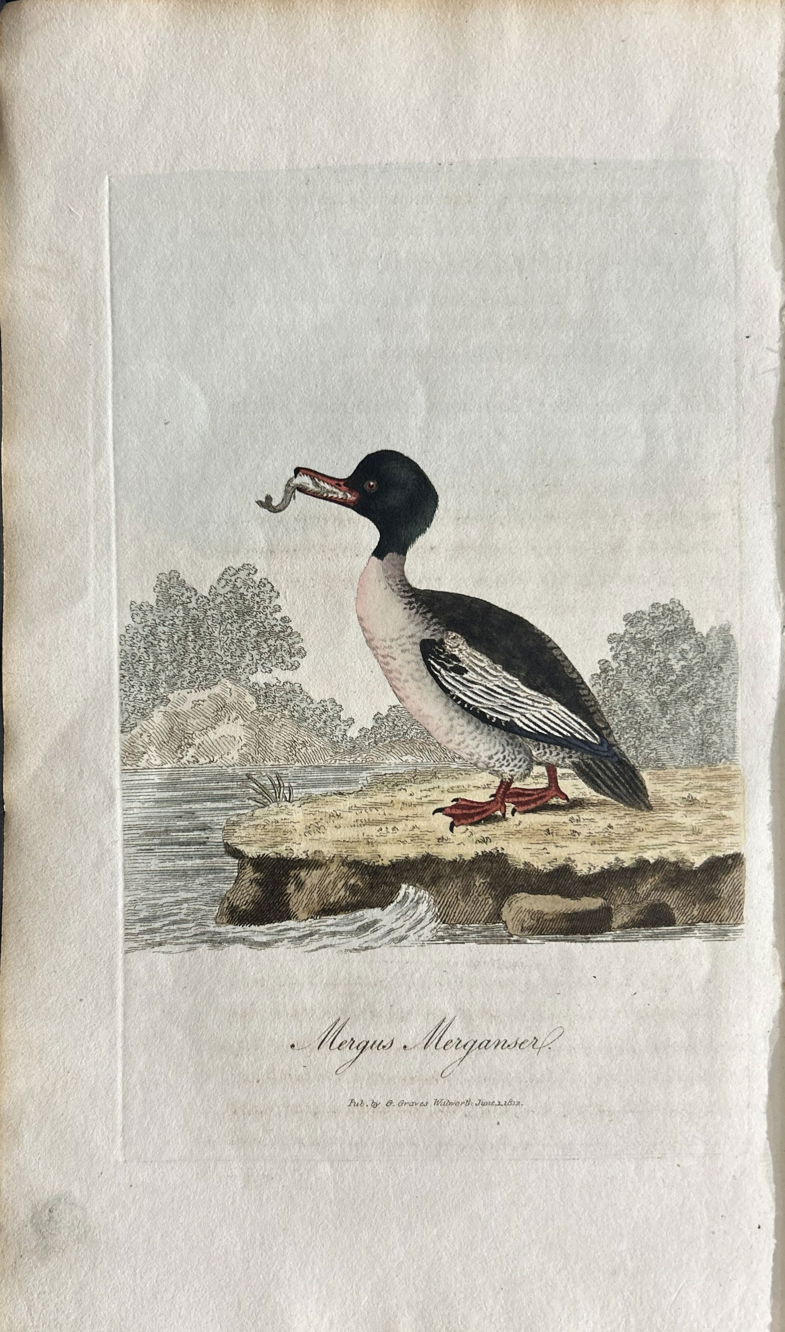 George Graves - Rare engraving of the Goosander 1811 (1 of 1)
