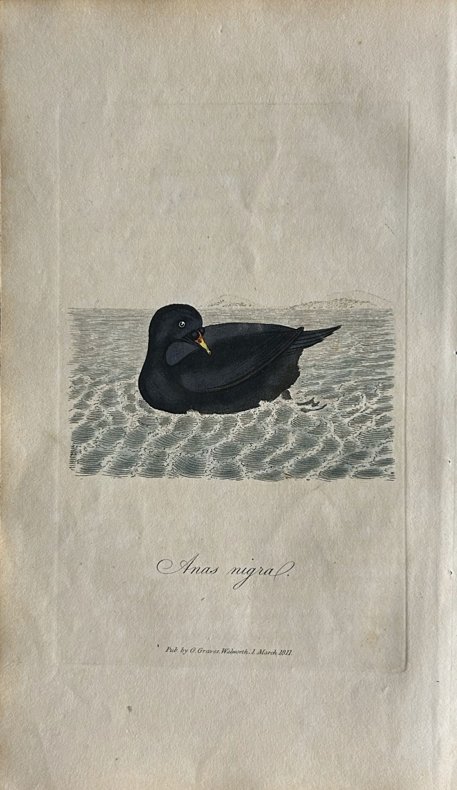 George Graves - Rare engraving of the Scoter 1811 (1 of 1)