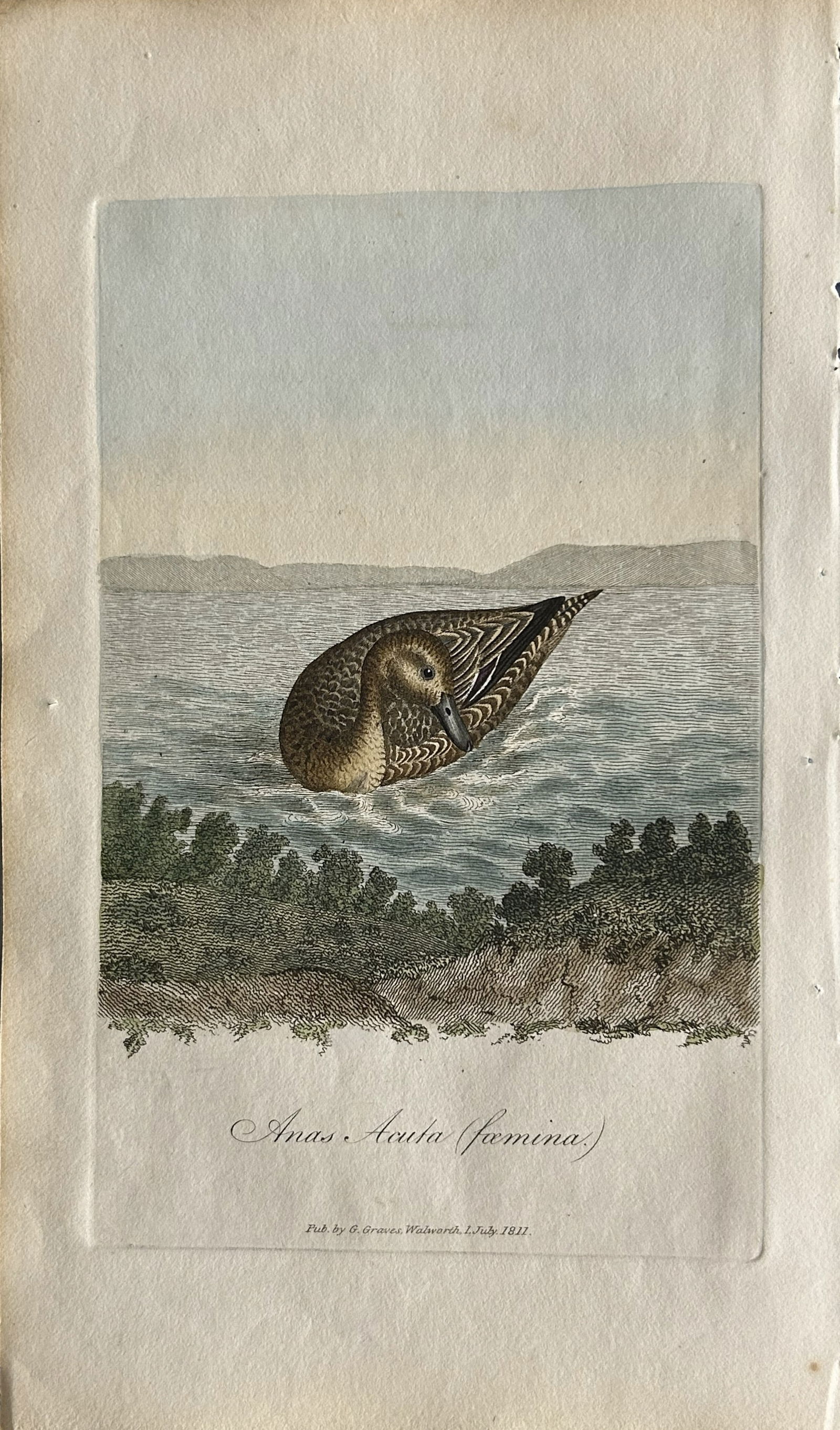 George Graves - Rare engraving of the Female Pintail Duck 1811: This rare hand-coloured copper plate engraving is from British Ornithology: being the History with a coloured representation of every known species of birds by George Graves. Published by Stephen Couc