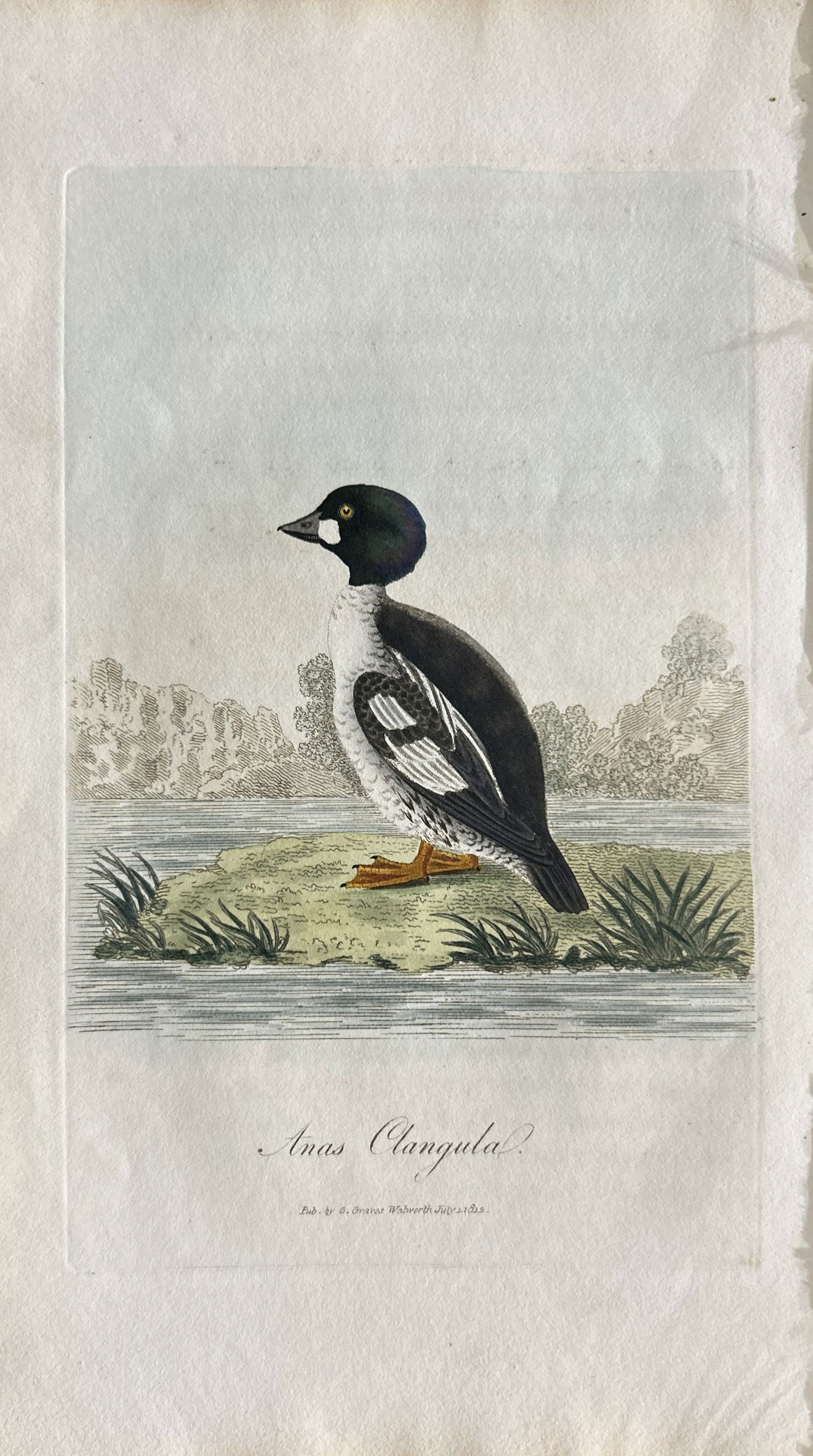 George Graves - Rare engraving of the Goldeneye 1811 (1 of 1)